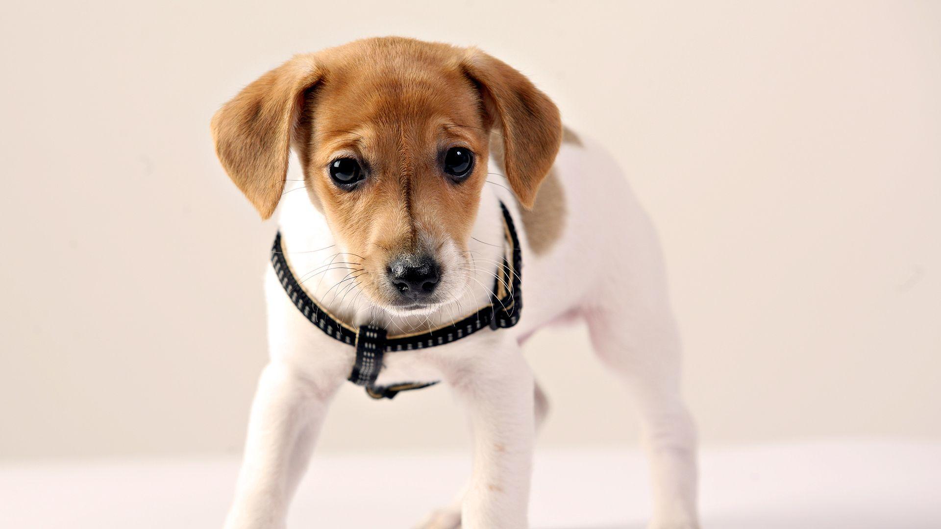 Puppy Jack Russell terrier Dogs Animals 1920x1080