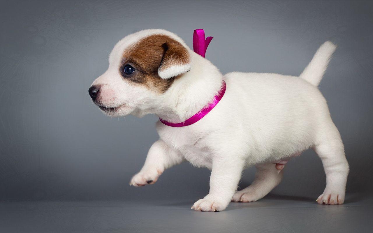 Puppy Jack Russell terrier Dogs Animals