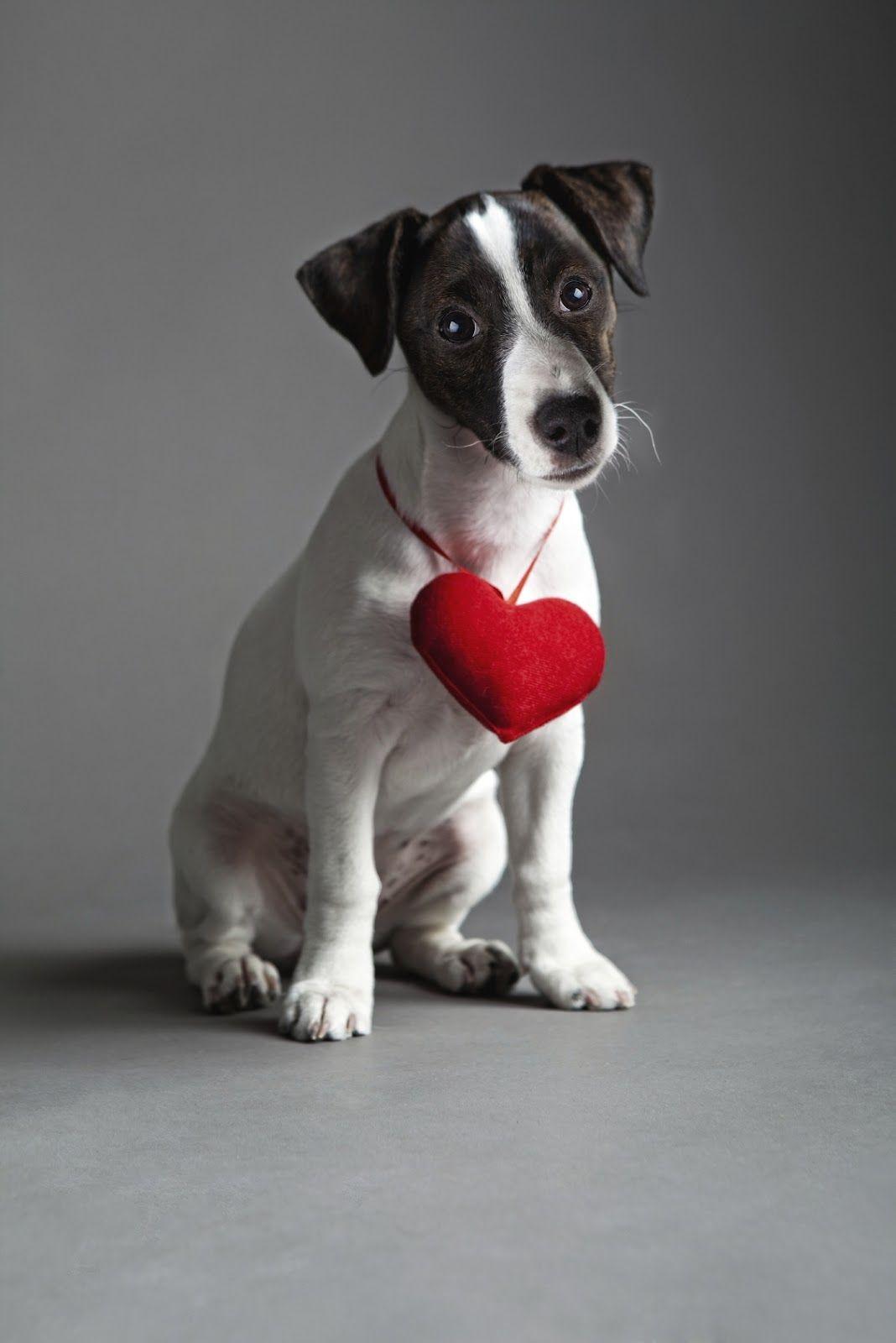 Jack Russell Terrier with heart photo and wallpaper. Beautiful