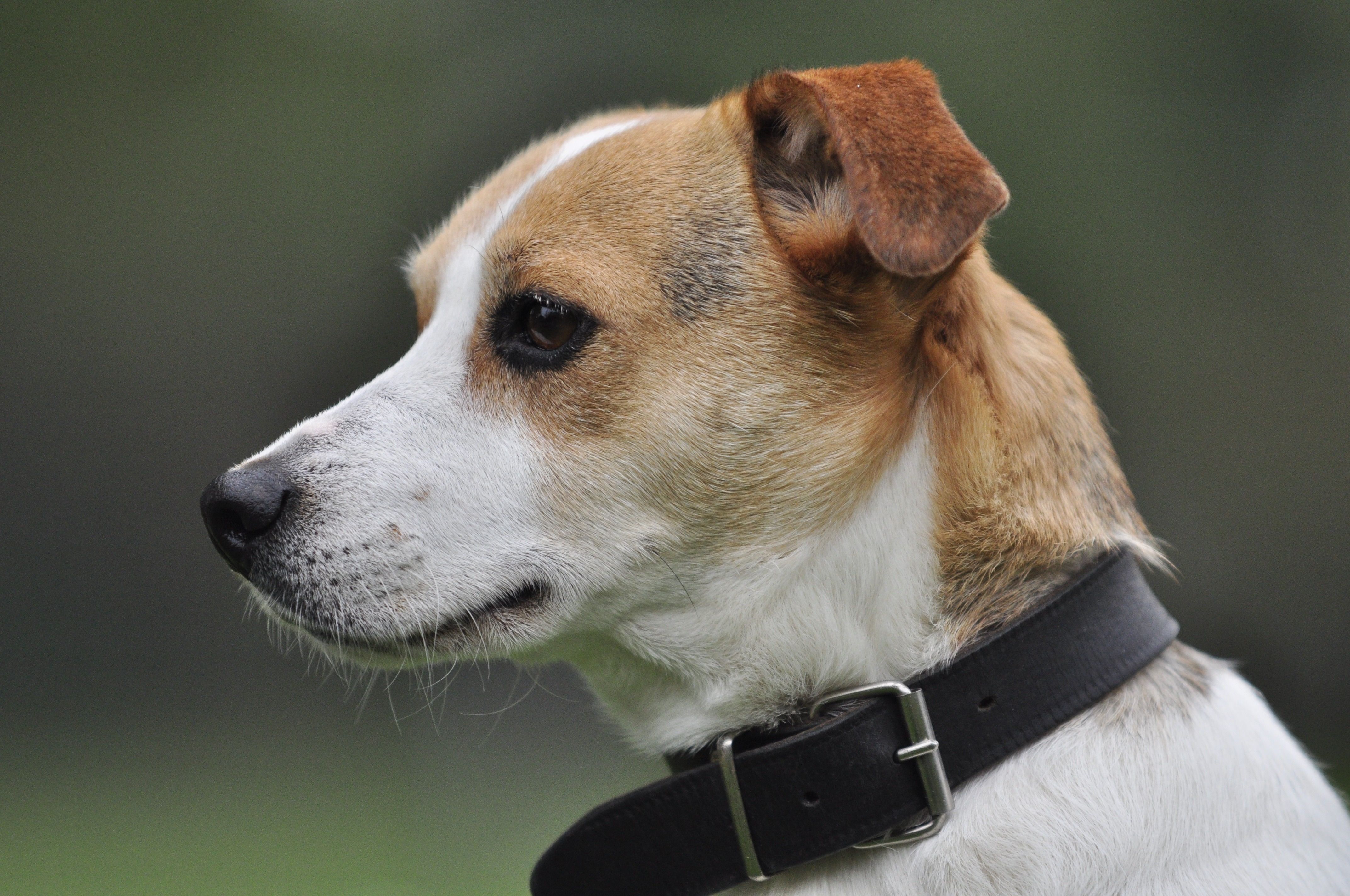 tan and white jack russell terrier free image