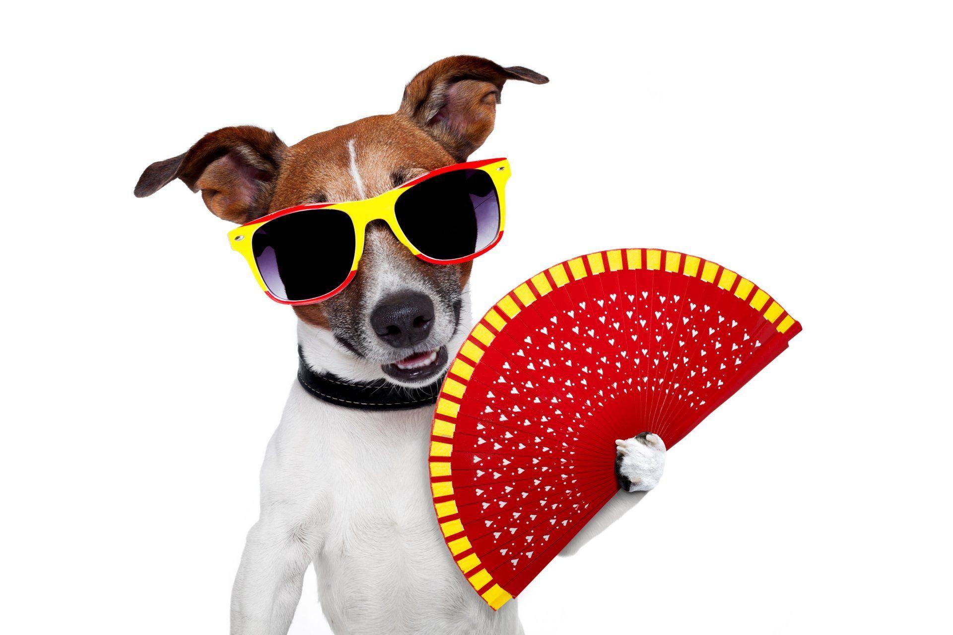 jack russell terrier dog sunglasses fan humor white background HD