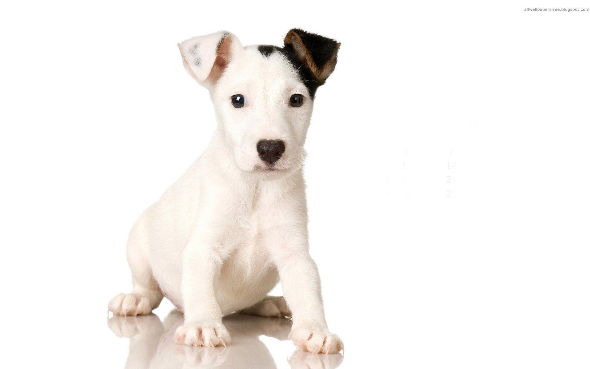 Jack Russell 714174