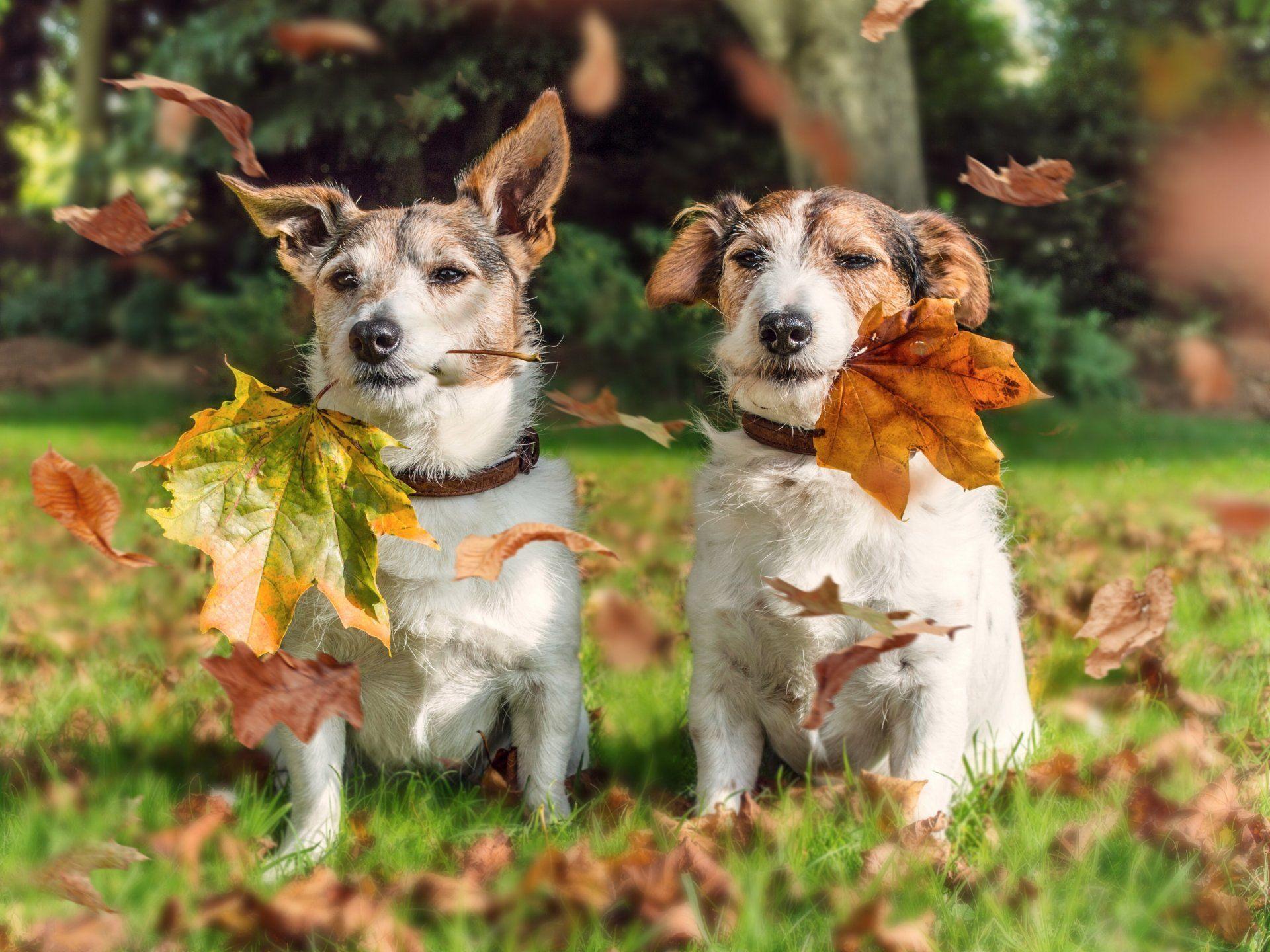 jack russell terrier dogs couple leaves autumn HD wallpaper