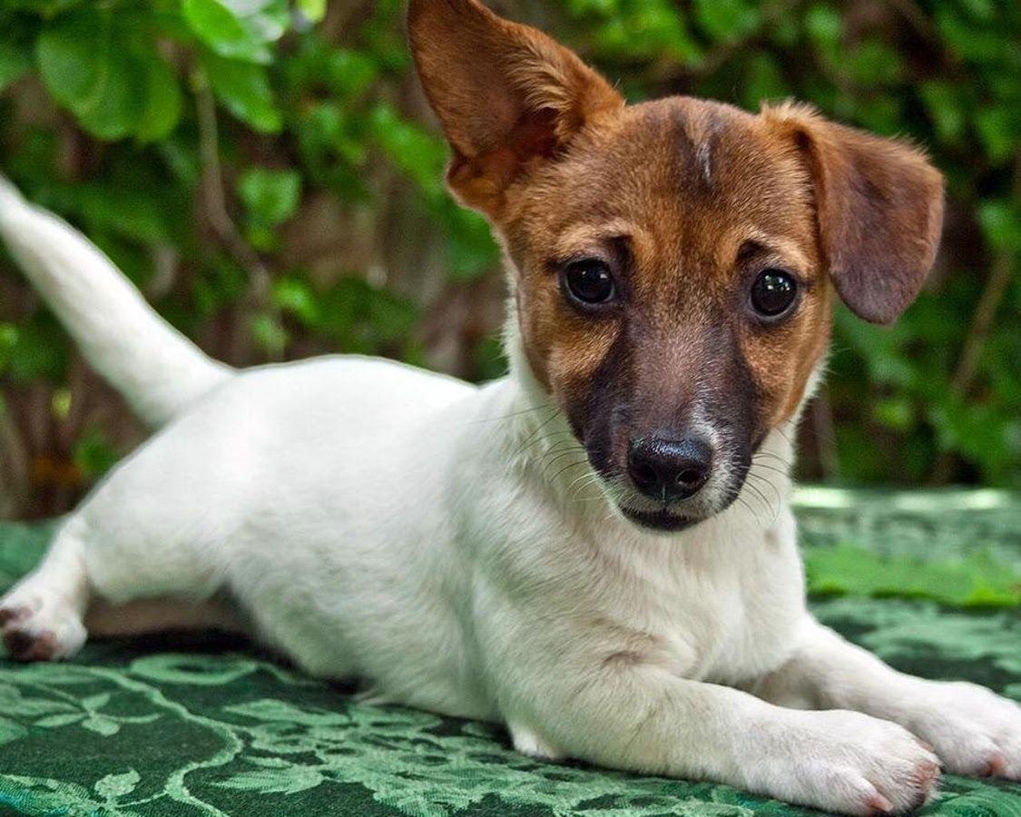Jack Russell Terriers Wallpap Apps on Google Play