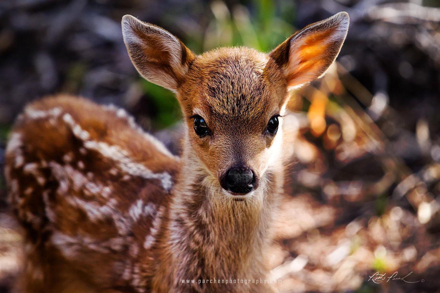 Baby deer wallpaper