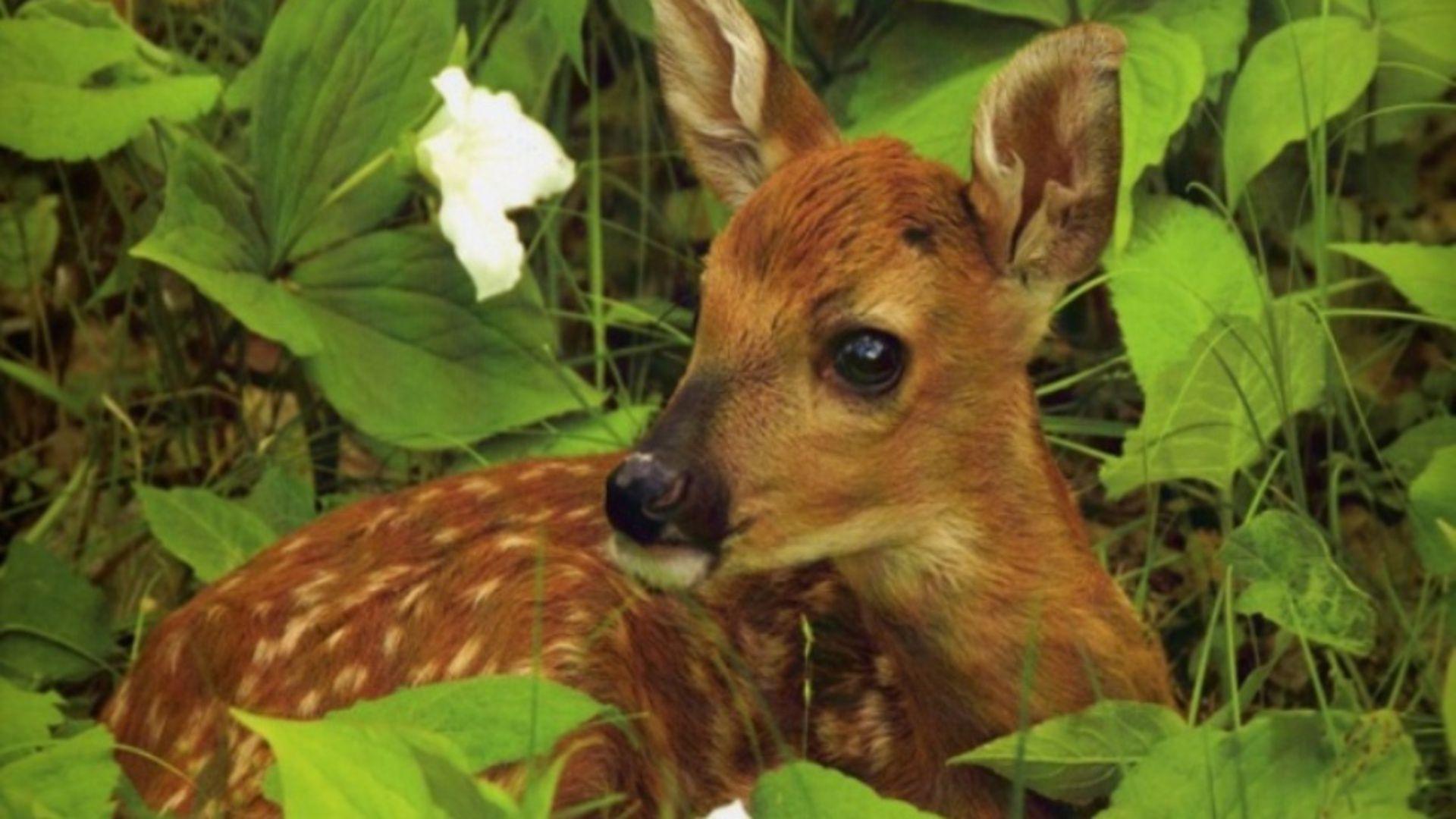 High Quality Baby Deer Wallpaper. Full HD Picture
