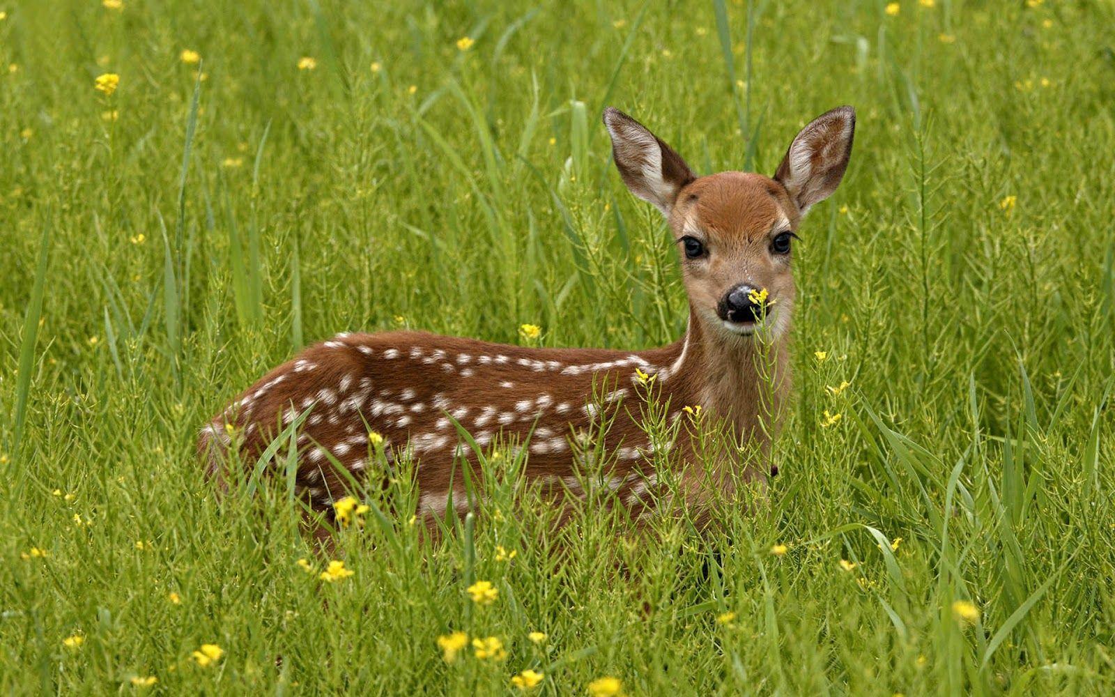 Best Animals Wallpaper: Baby Deer, Animals