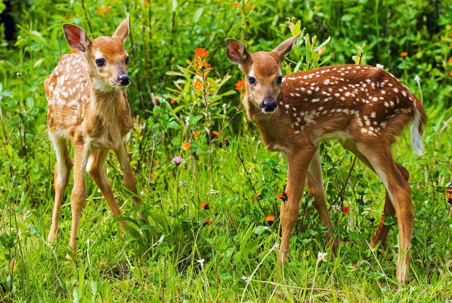 Baby Deer Clipart