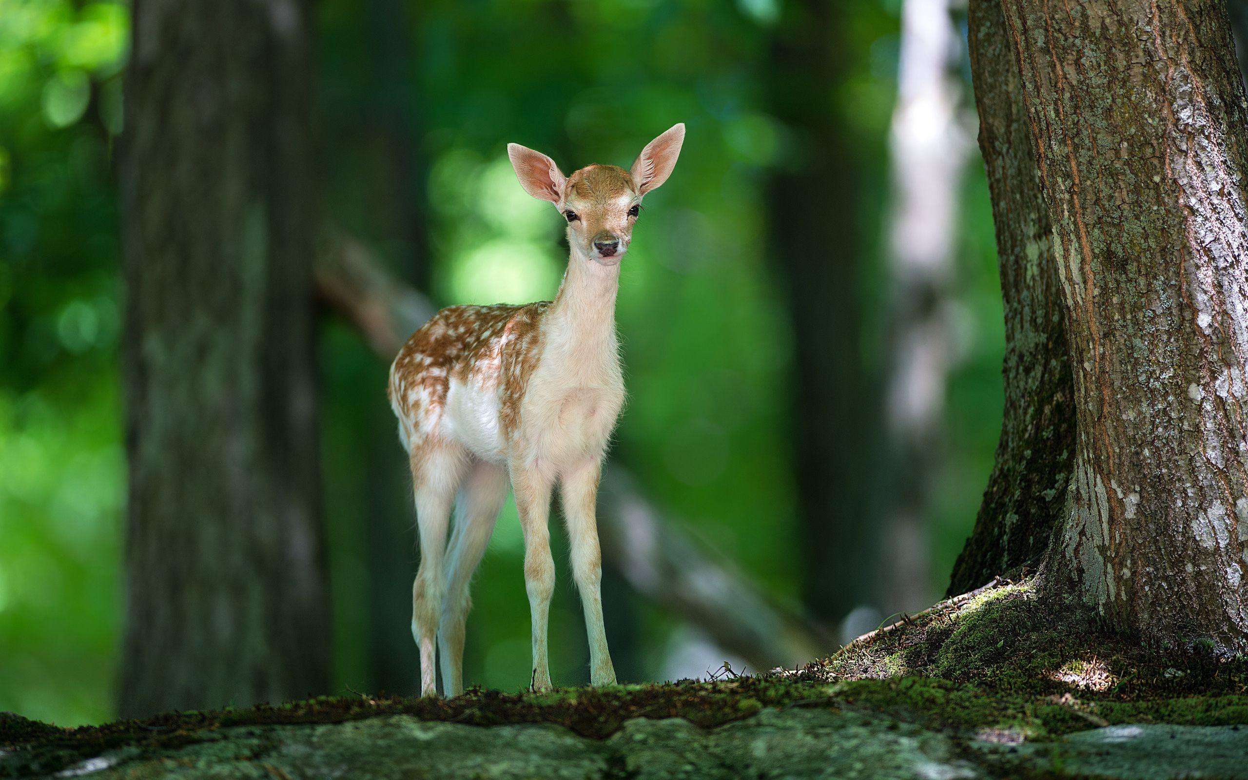 Baby Deer in Forest Wallpaper HD Wallpaper