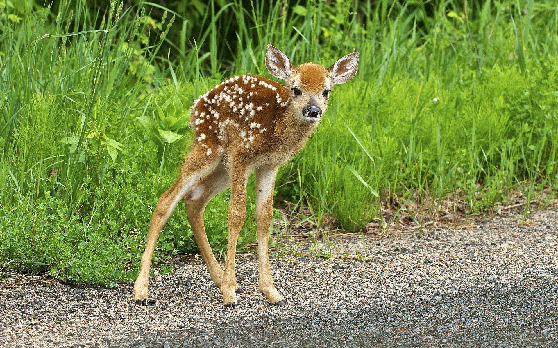 Cute Baby Deers