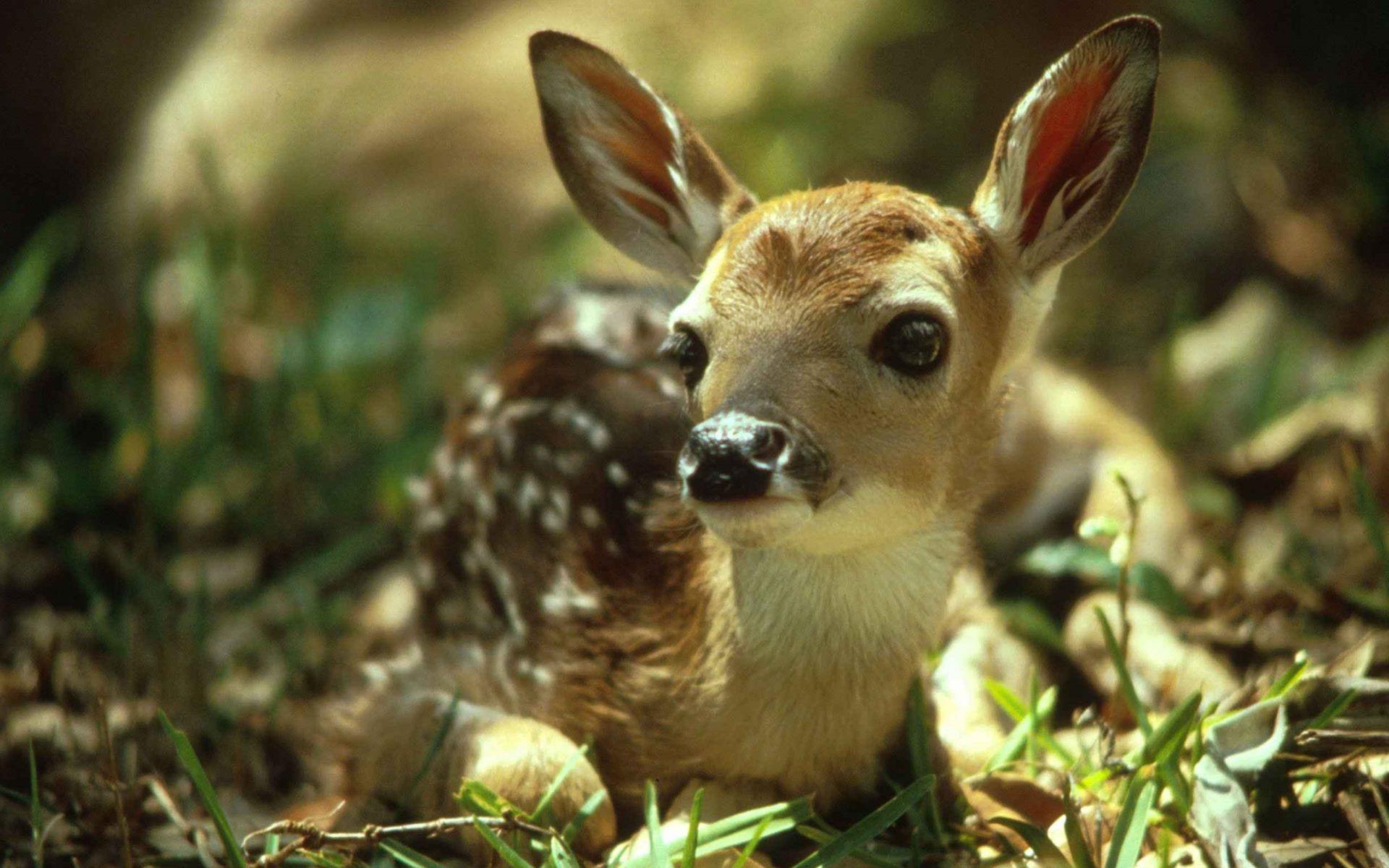 Cute Baby Deer HD Wallpaper