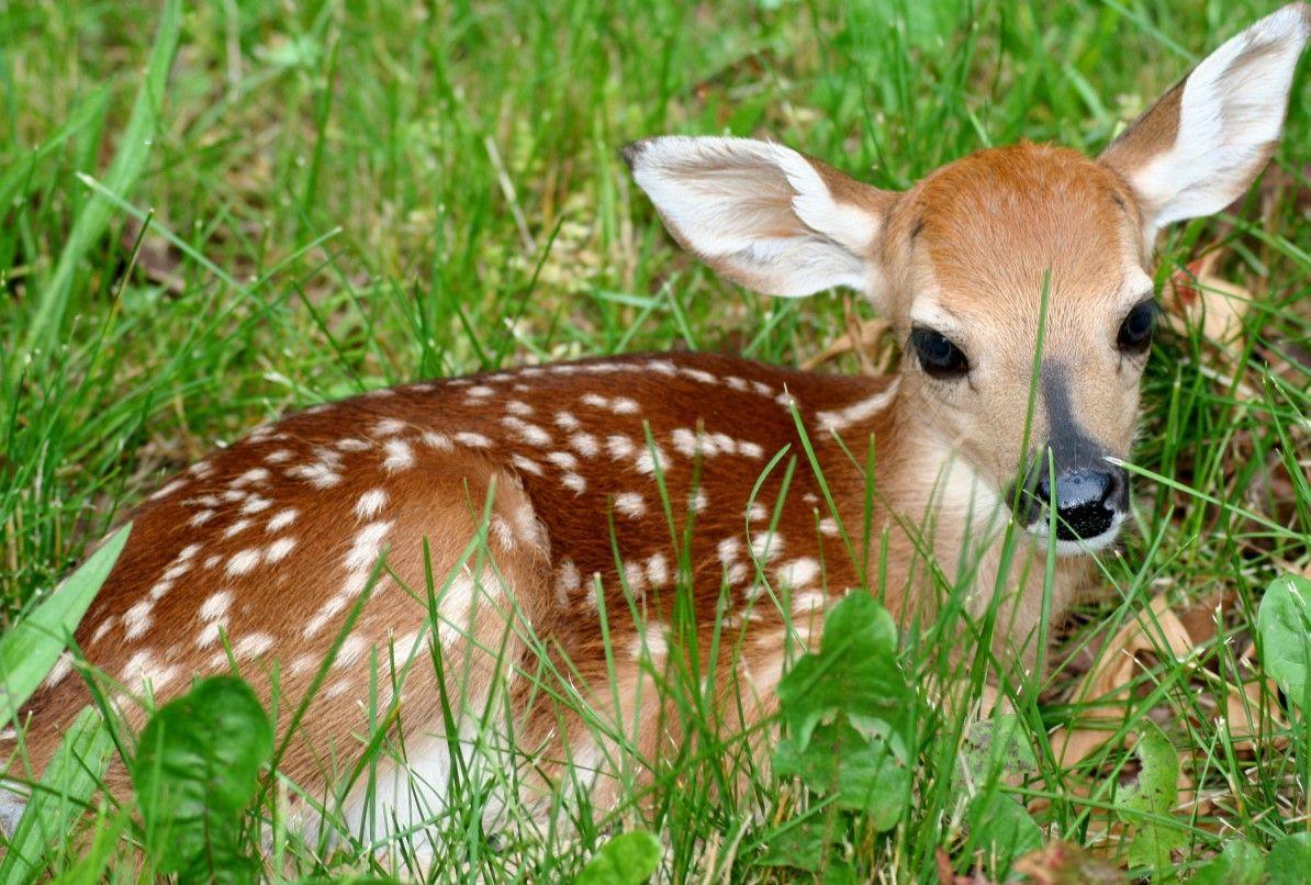 Cute Baby Deers