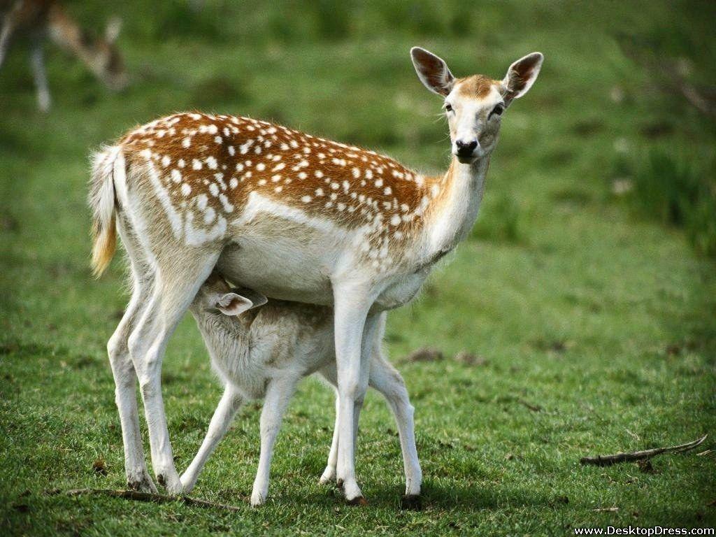 Desktop Wallpaper Animals Background Deer and Baby Deer