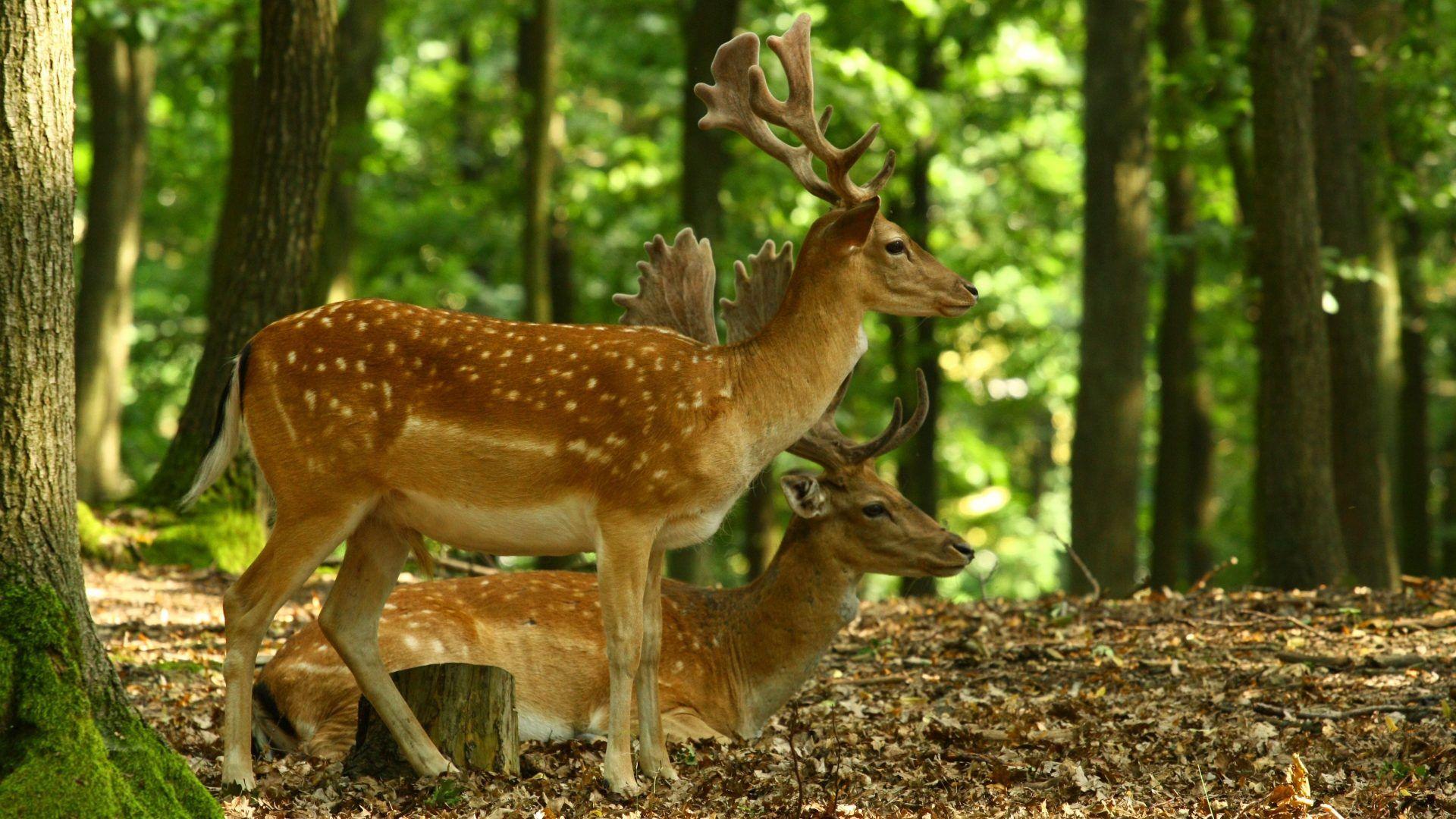 Deer Tag wallpaper: Deer Head Profile Horns Thickets Animal