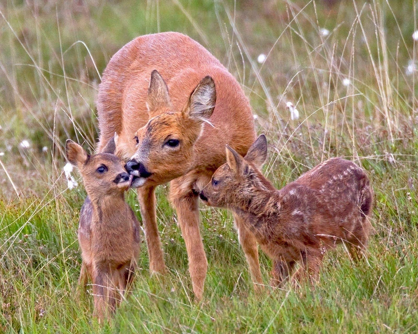 Deer with Beautiful Baby Calf