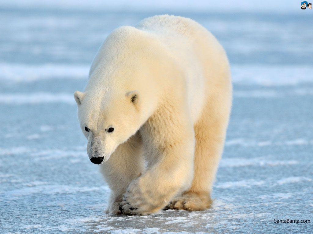 Free Download Polar Bears HD Wallpaper