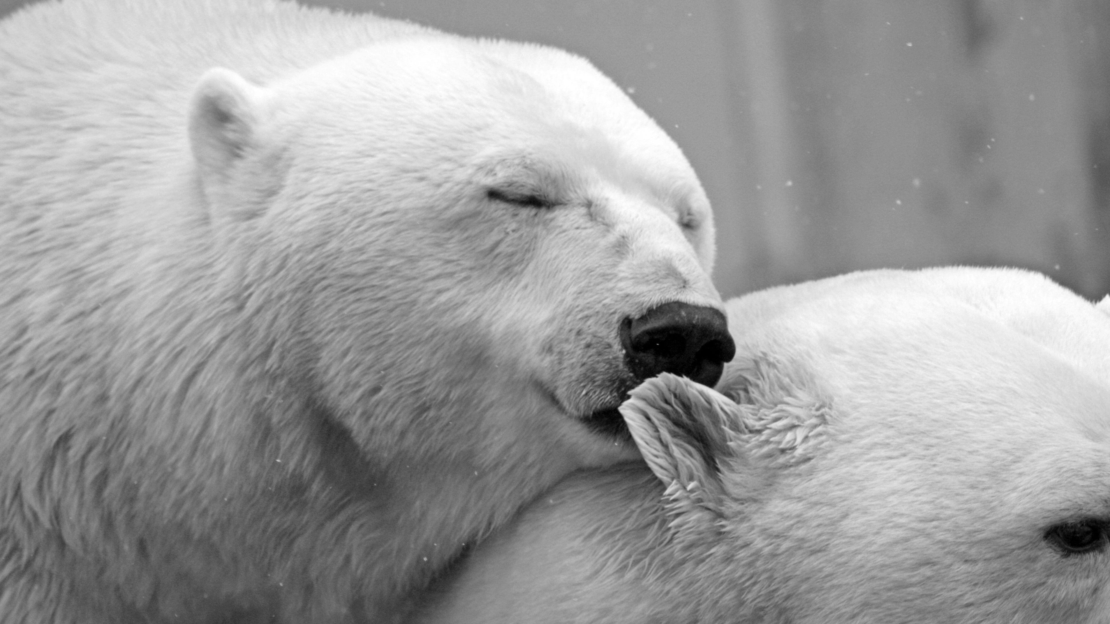 Polar Bears Affection. HD Wallpaper · 4K