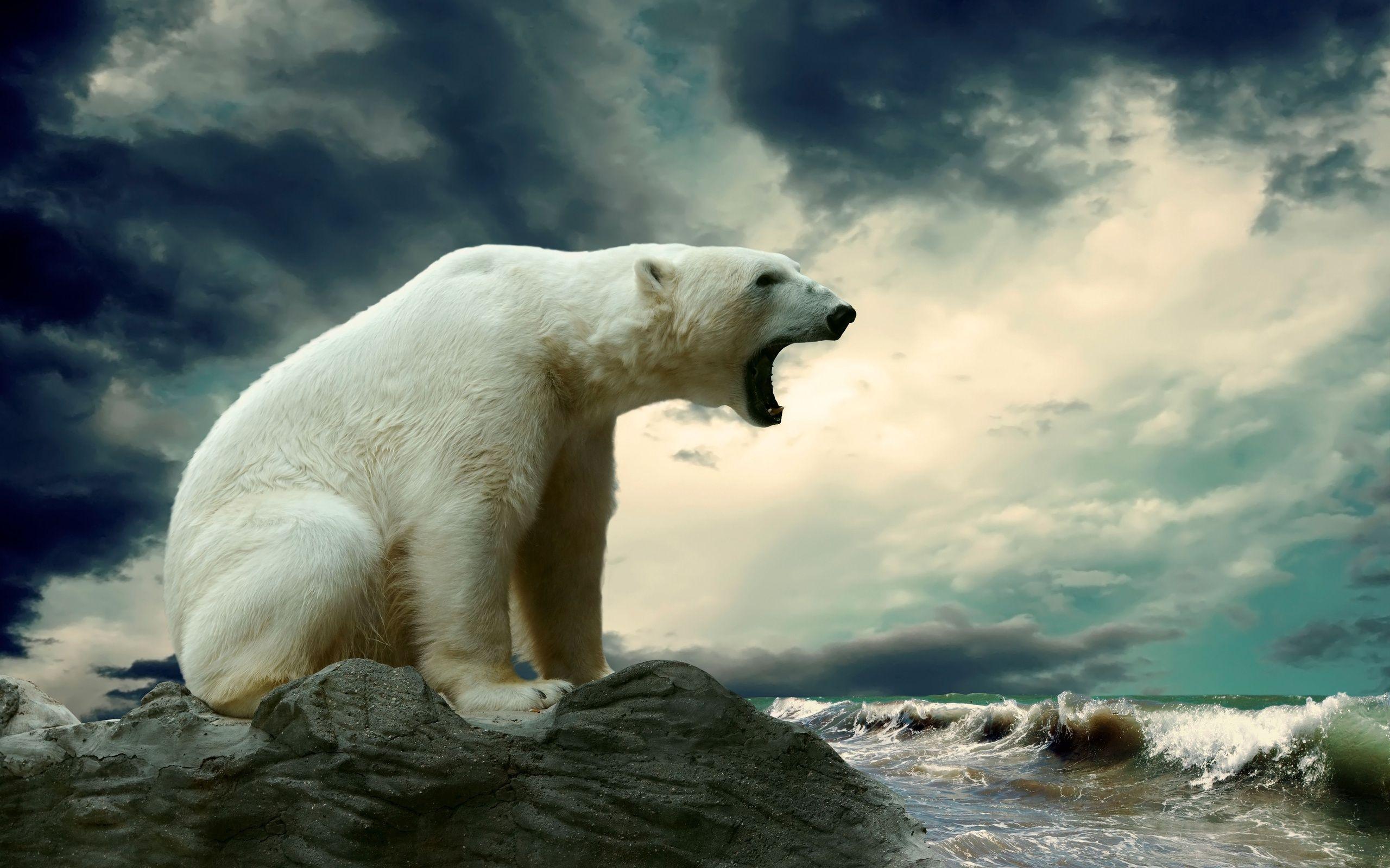 Polar Bear Full HD Wallpaper and Backgroundx1600