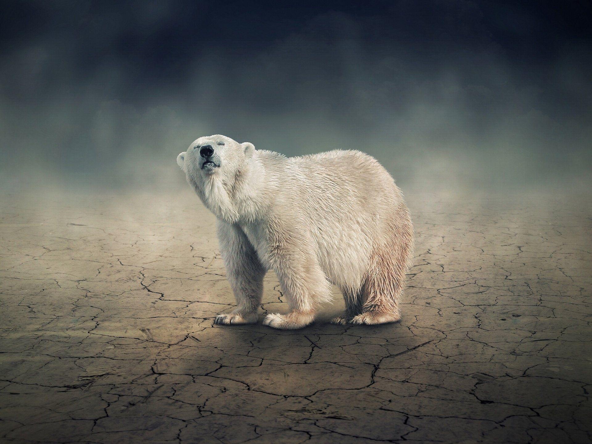 Polar Bear HD Wallpaper