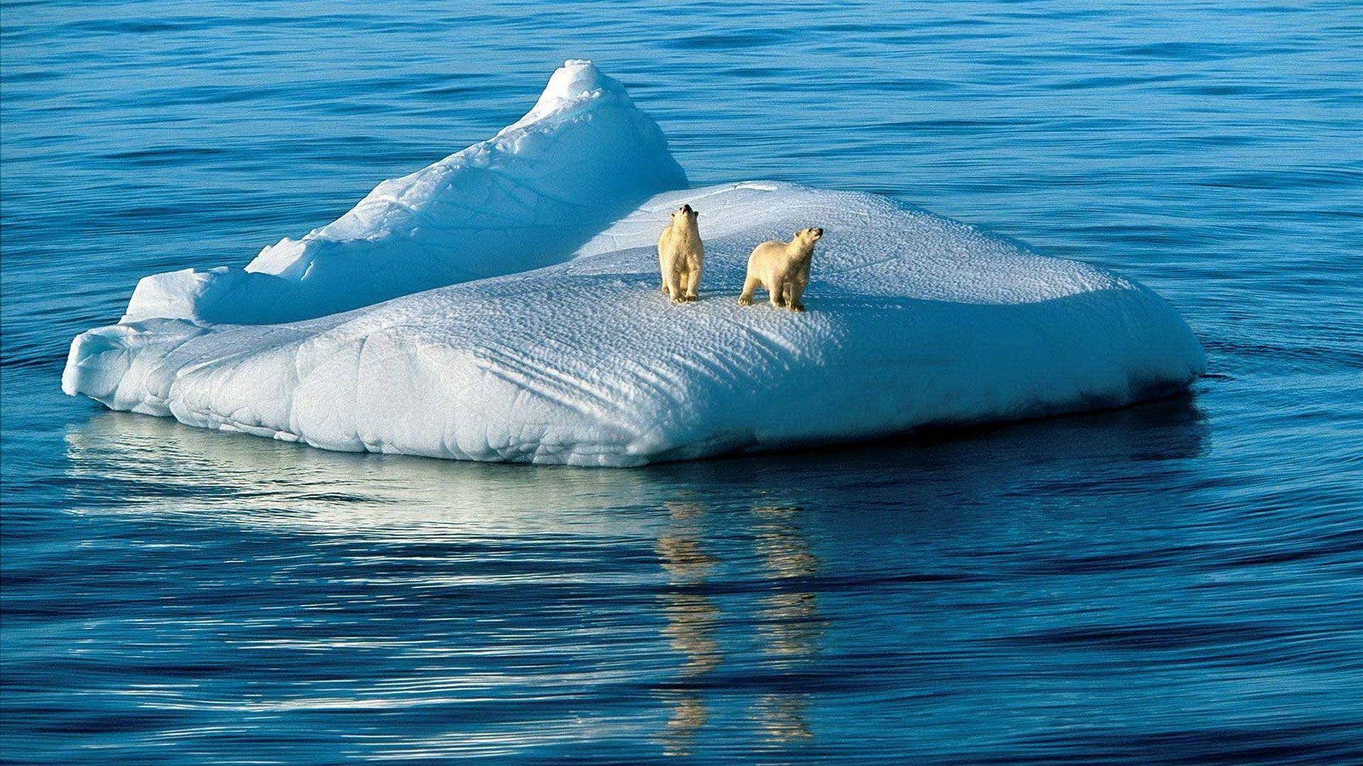 BEAUTIFUL POLAR BEARS ON ICE BERG HD QUALITY DESKTOP BACKGROUND