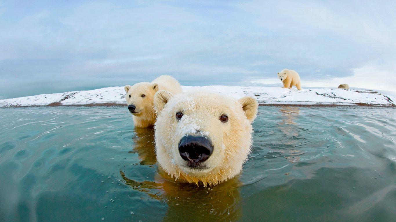 Polar Bears Are Swimming For Their Lives