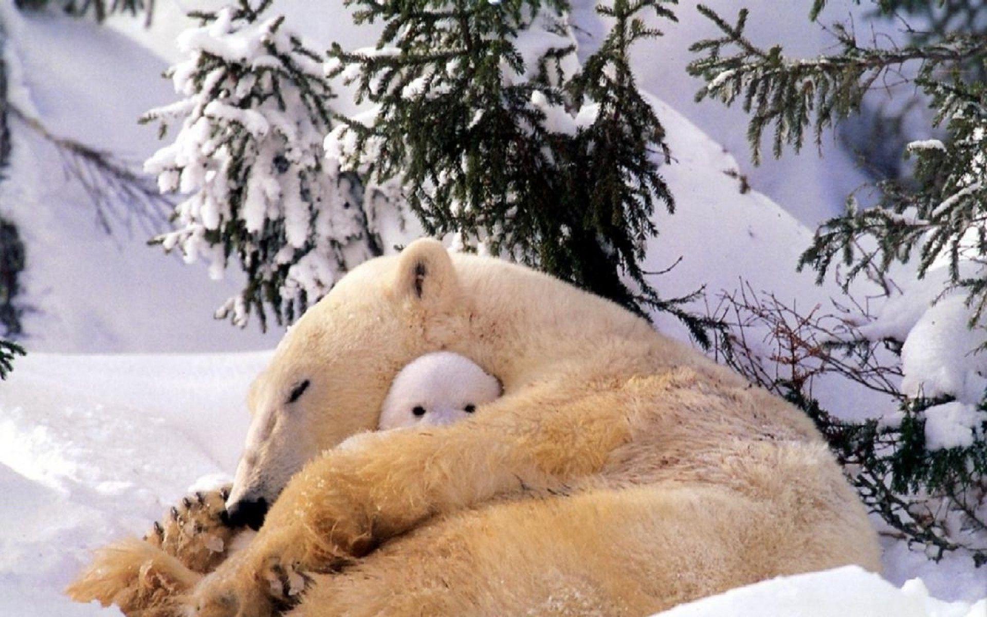 polar Bears, Animals, Baby Animals, Snow Wallpaper HD / Desktop