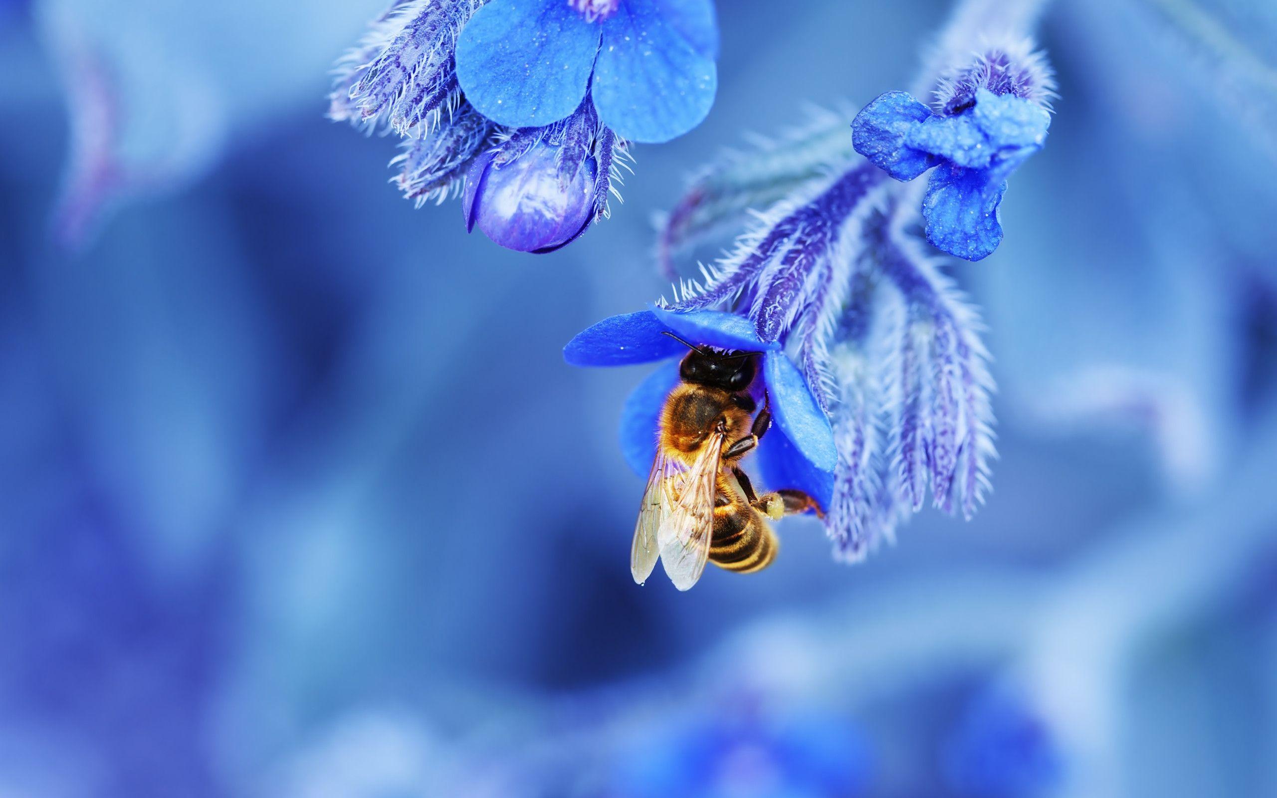 Bee Wallpaper New HD Image For Photo Free Download