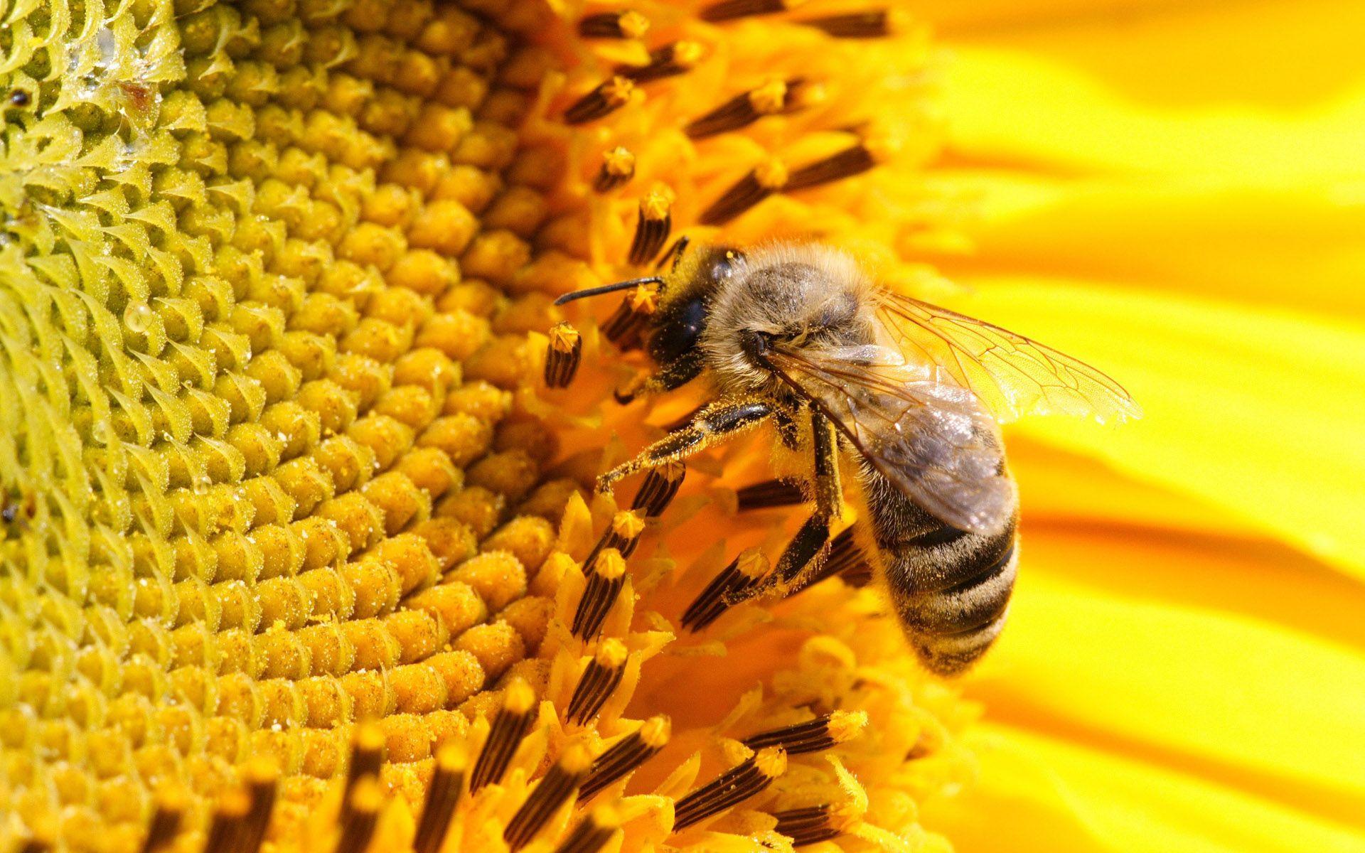 Honey Bee wallpaper (55 Wallpaper)
