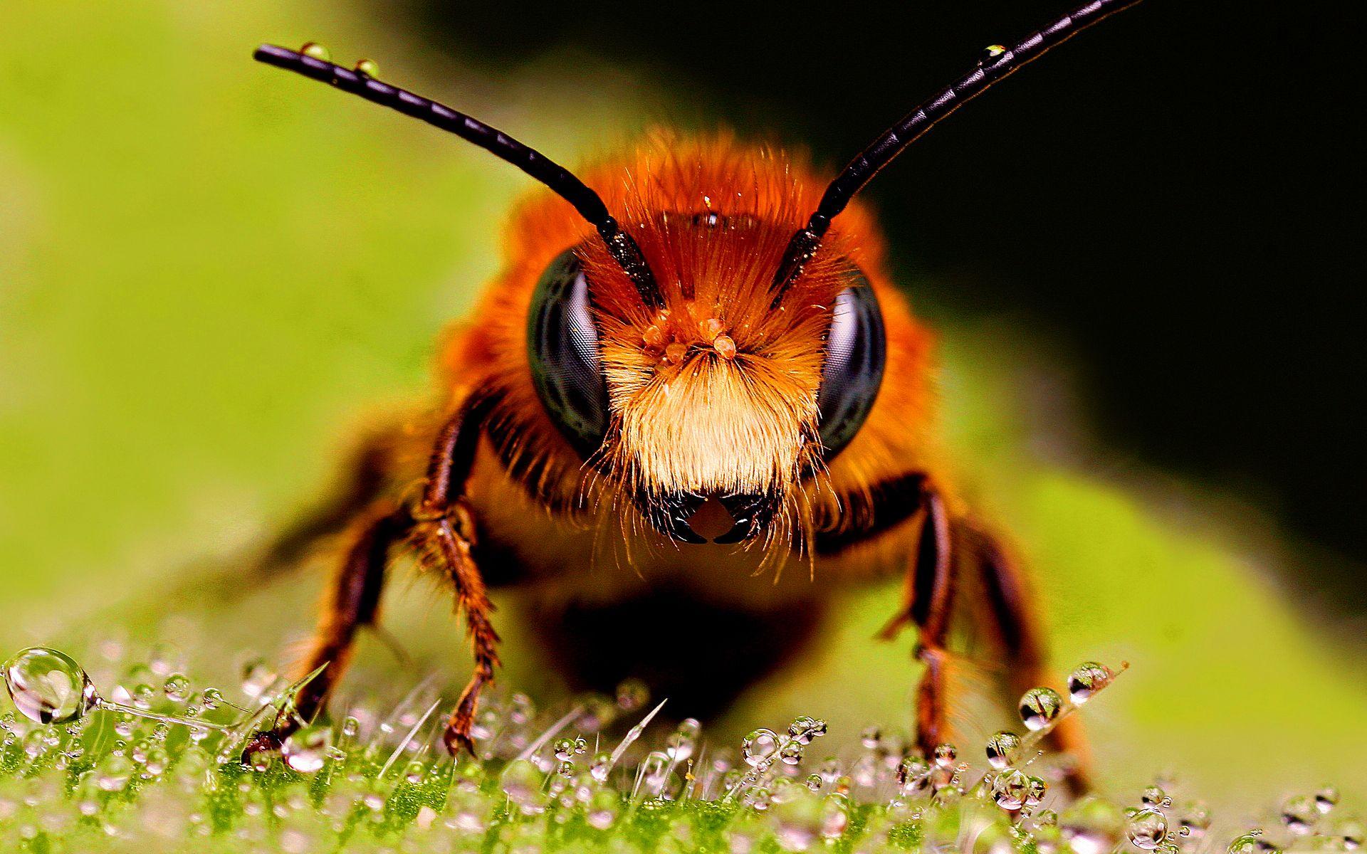Latest Bee HD Wallpaper Image And Photo Free Download