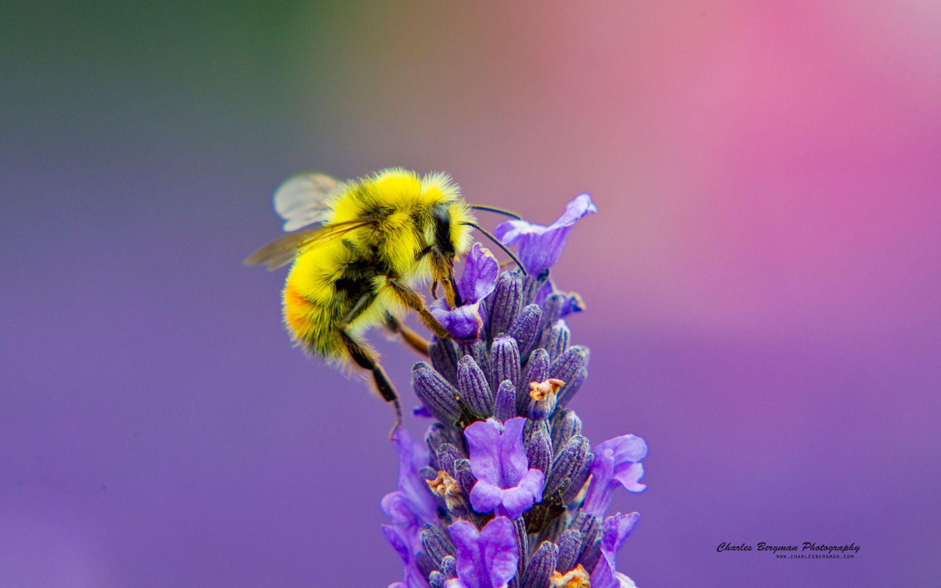 Honey Bee Lavendar Nectar Wallpaper