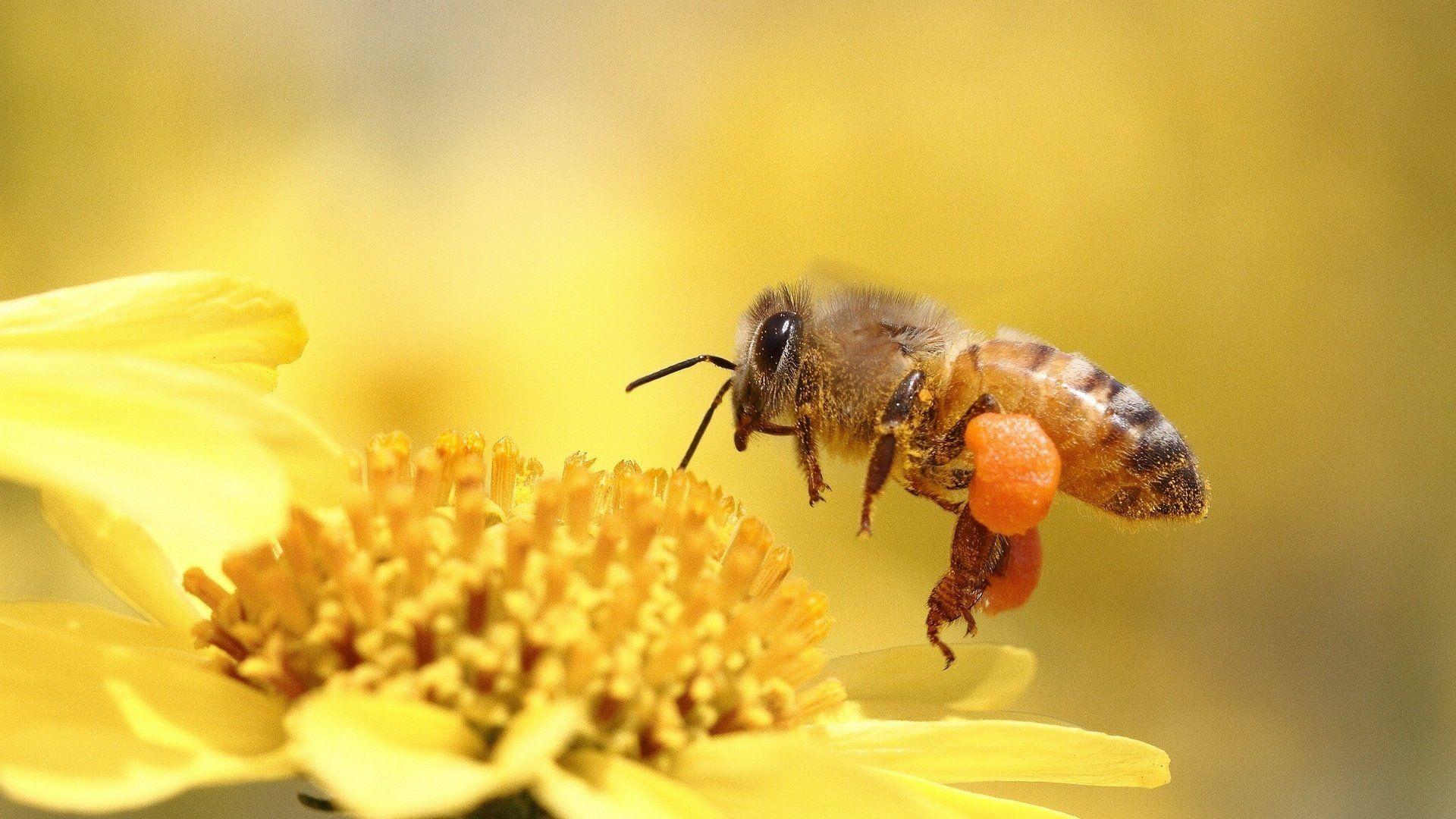 Honigbienenbestäubung Blume gelbe Tapeten