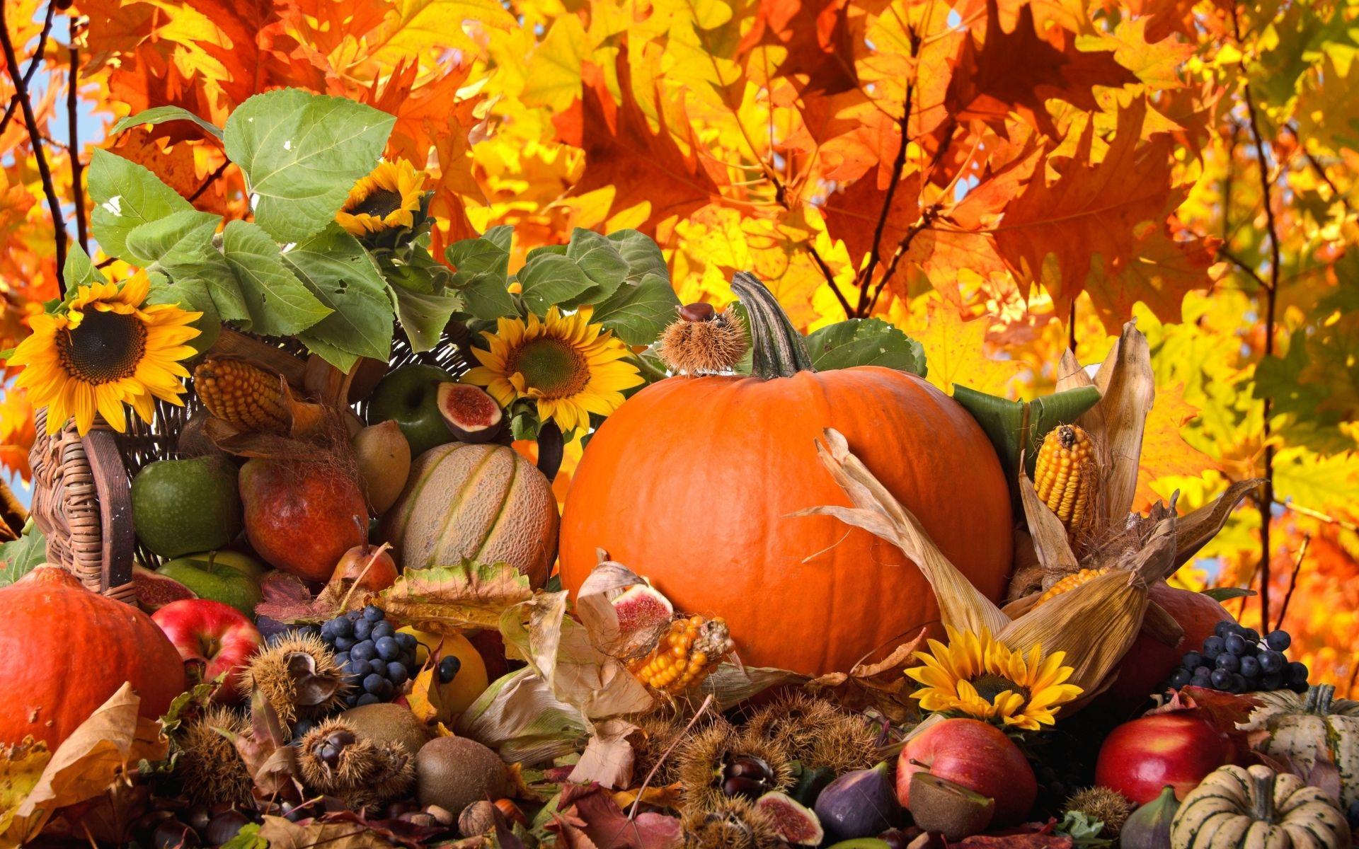 Thanksgiving Background, Picture, Image