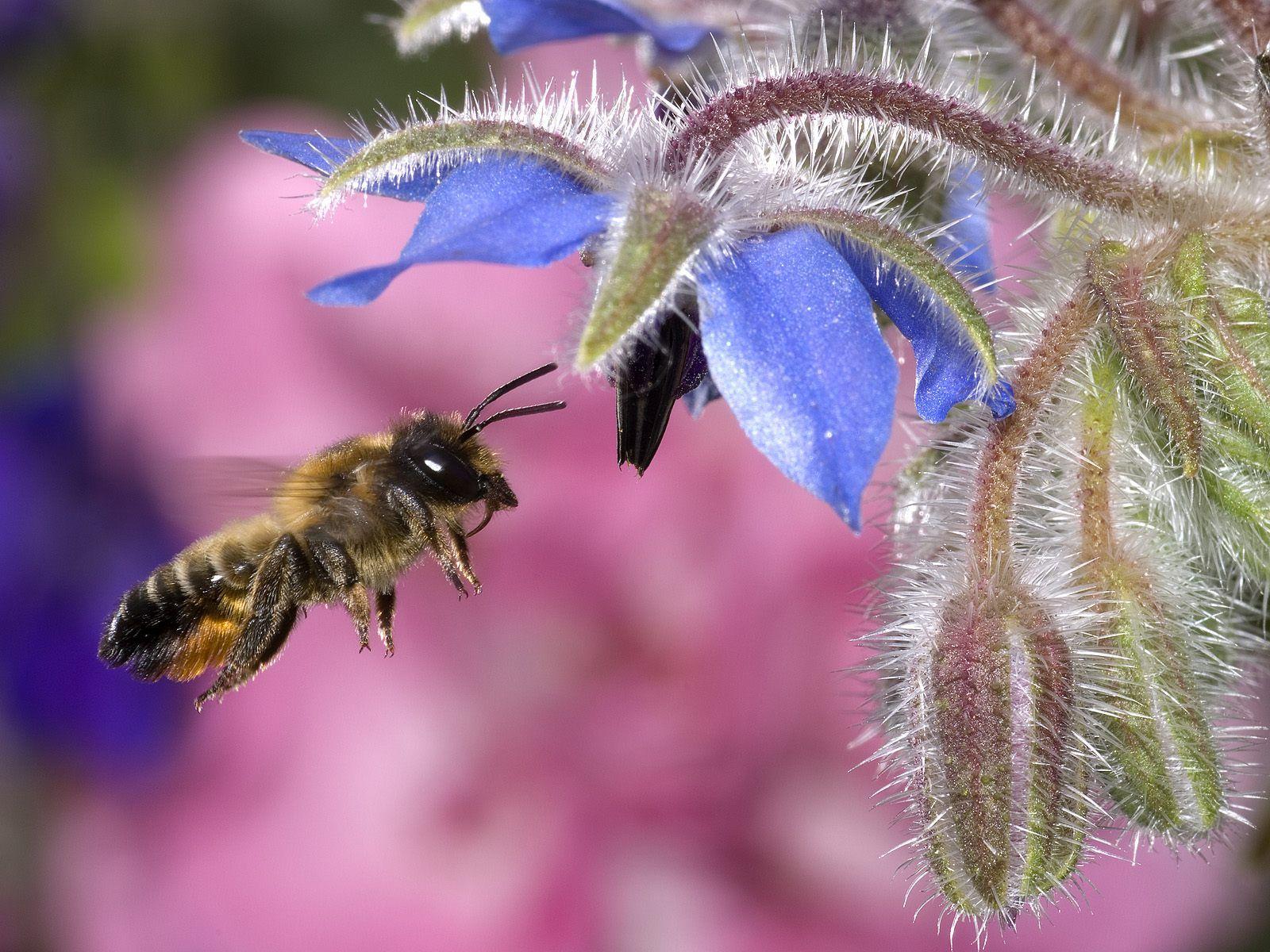 Hovering Honey Bee Wallpaper