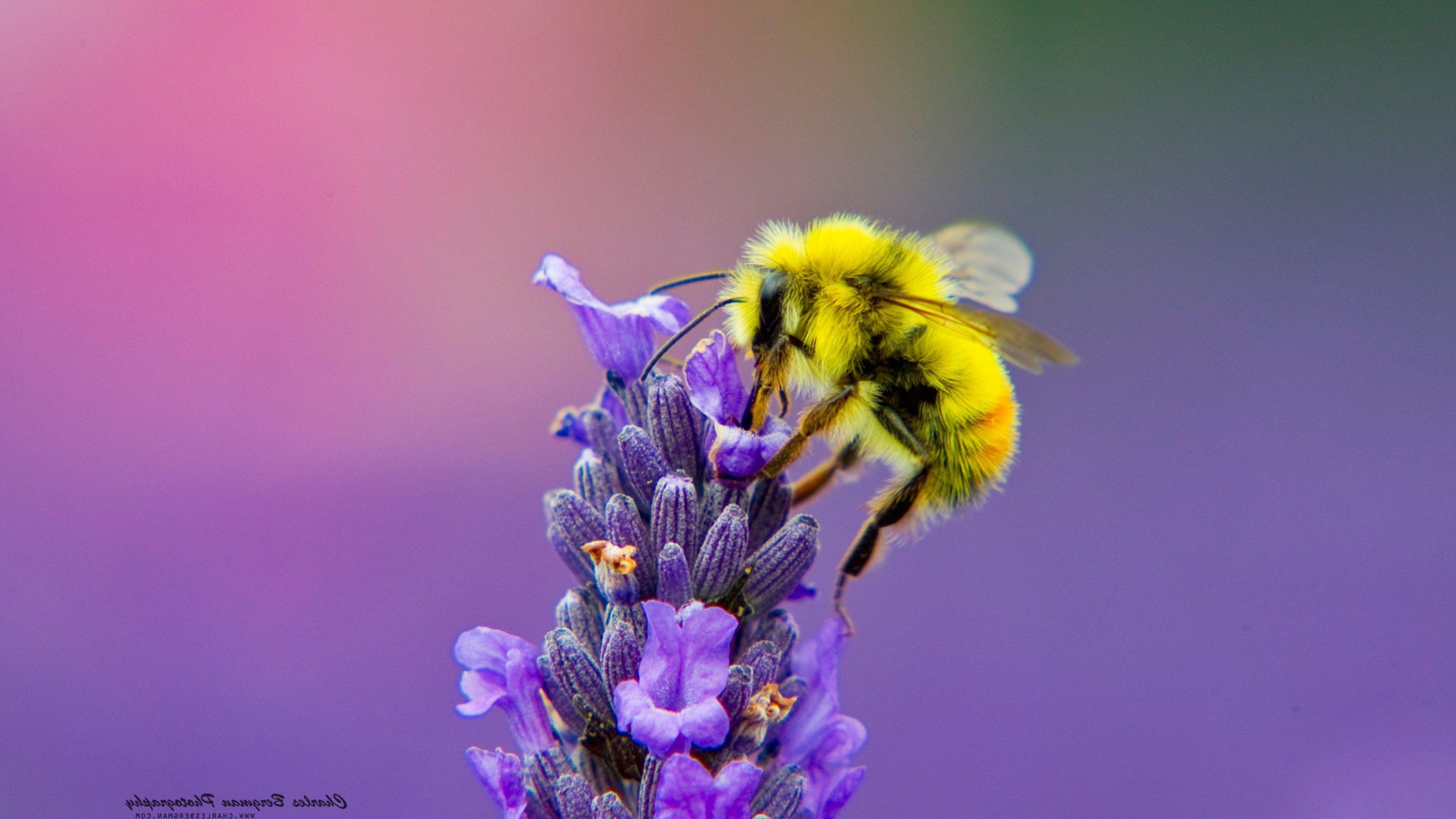 Honey Bee Lavendar Nectar. Birds HD 4k Wallpaper