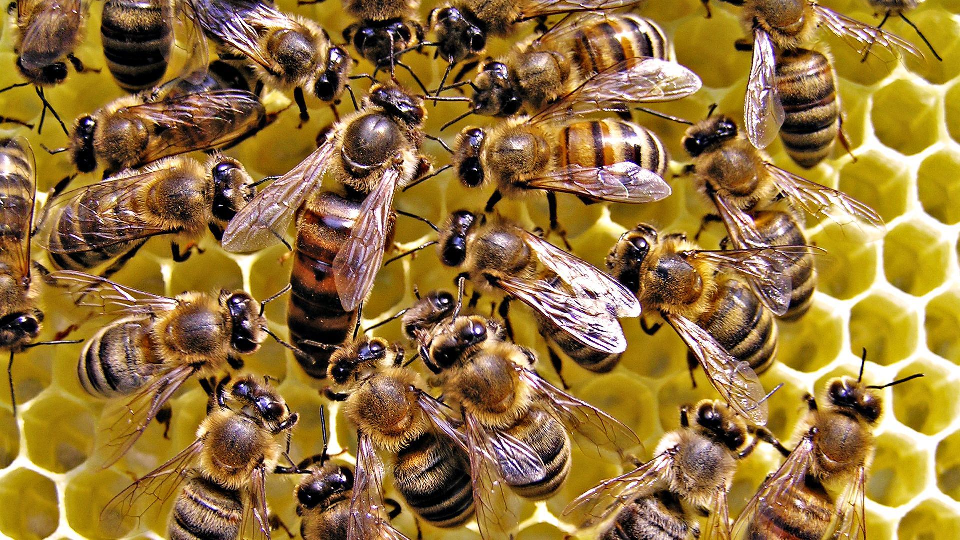 Königin Honigbiene
