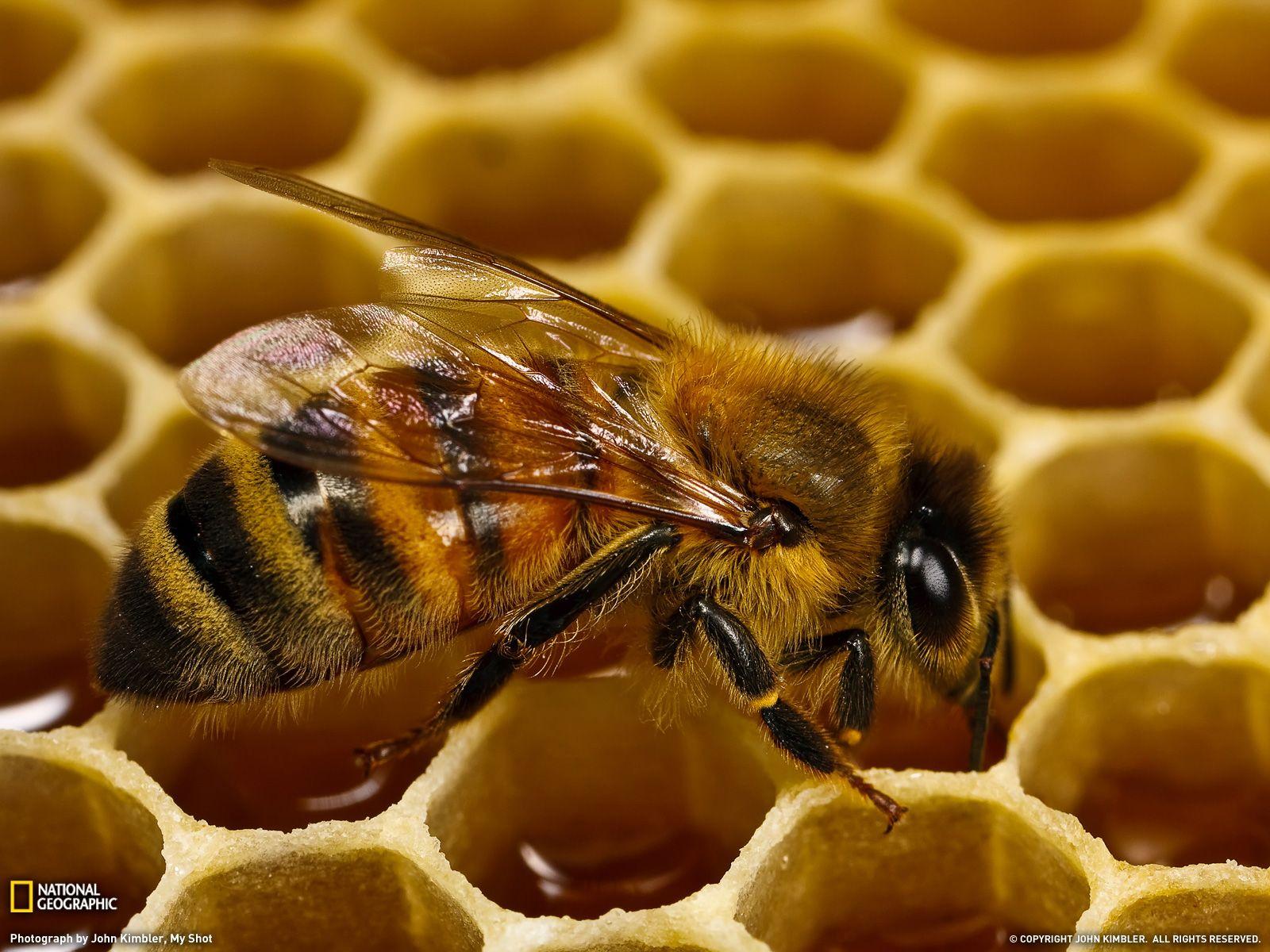 bee wallpaper