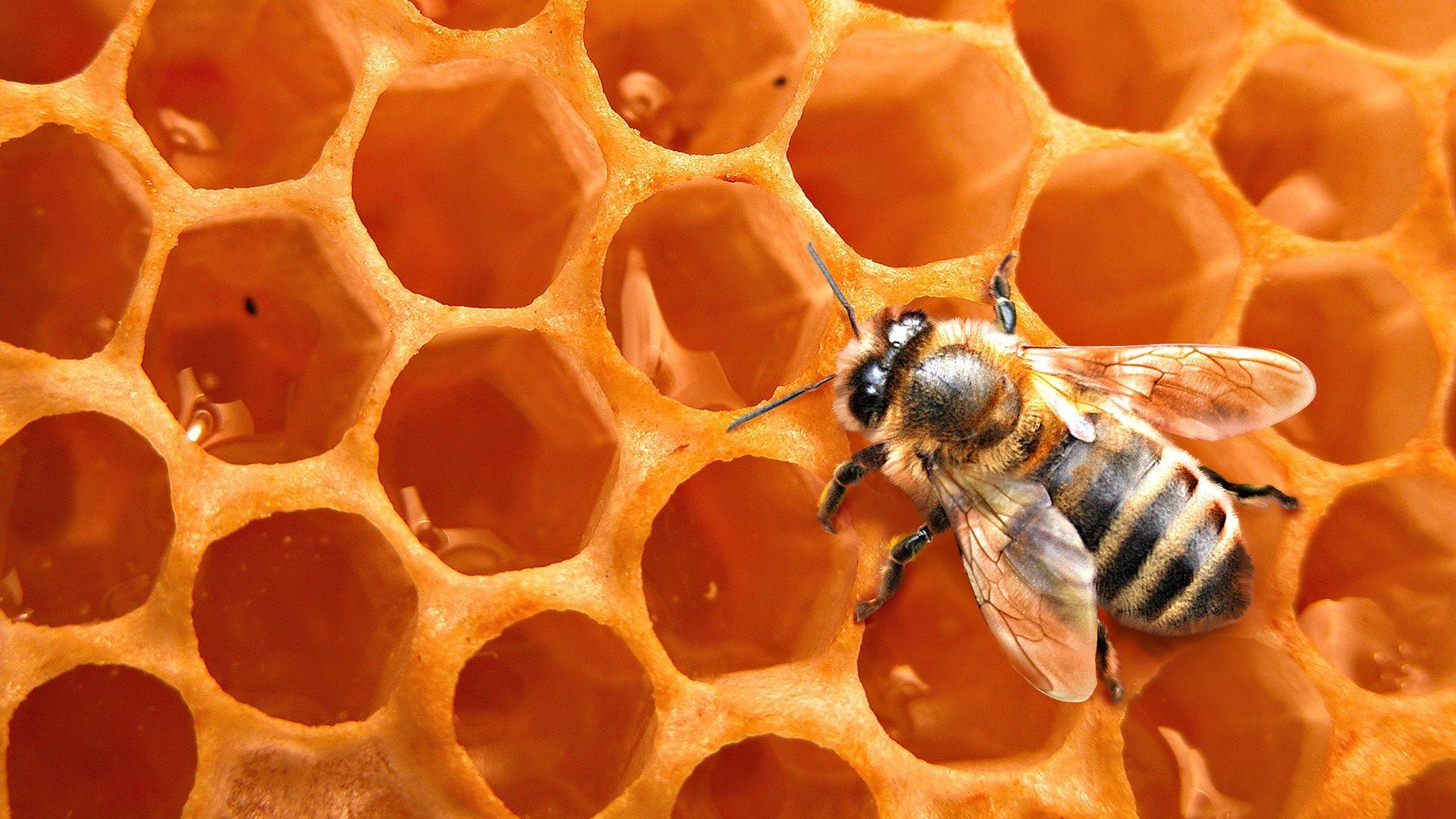 Honey Bee Tapeten