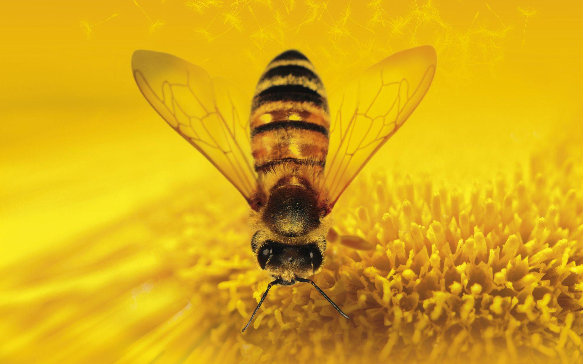 Honey Bee Lavendar Nectar Wallpaper