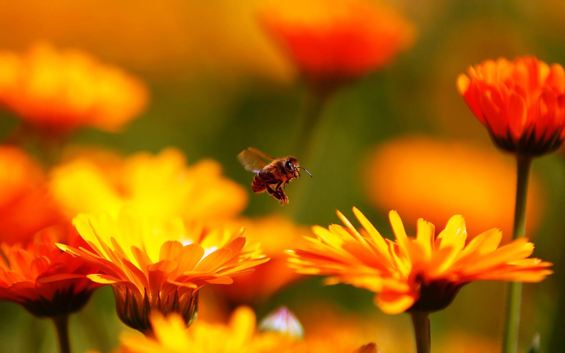 Honey Bees On Flowers