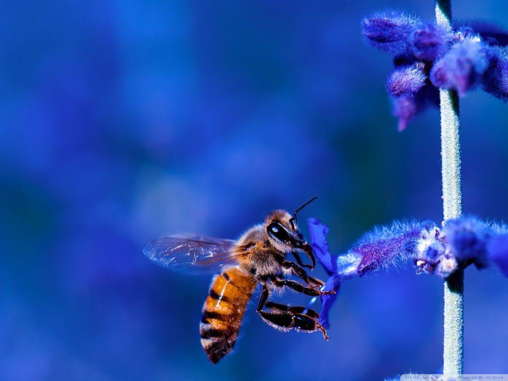 Honey Bee, Blue Lavender Flowers ❤ HD Desktop Wallpaper for 4K
