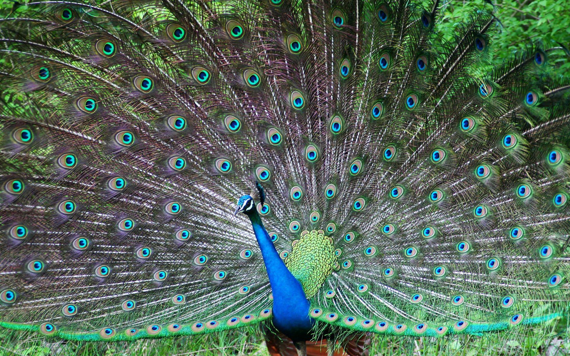 140+ Peacock HD Wallpapers and Backgrounds