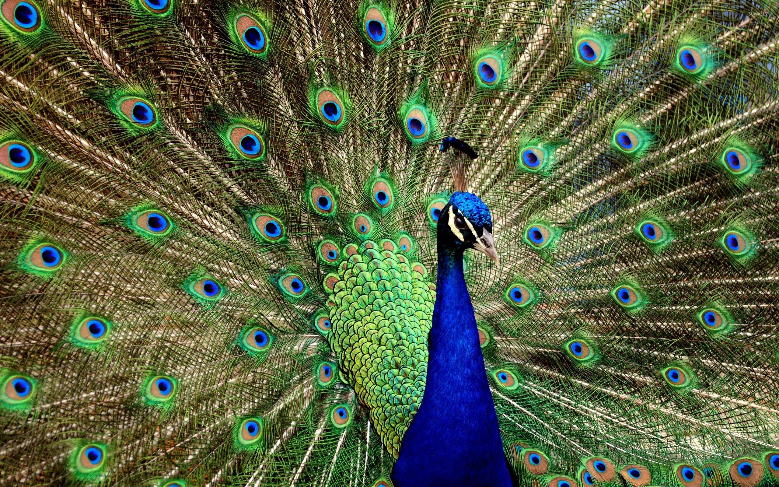 Peafowl Wallpapers - Wallpaper Cave