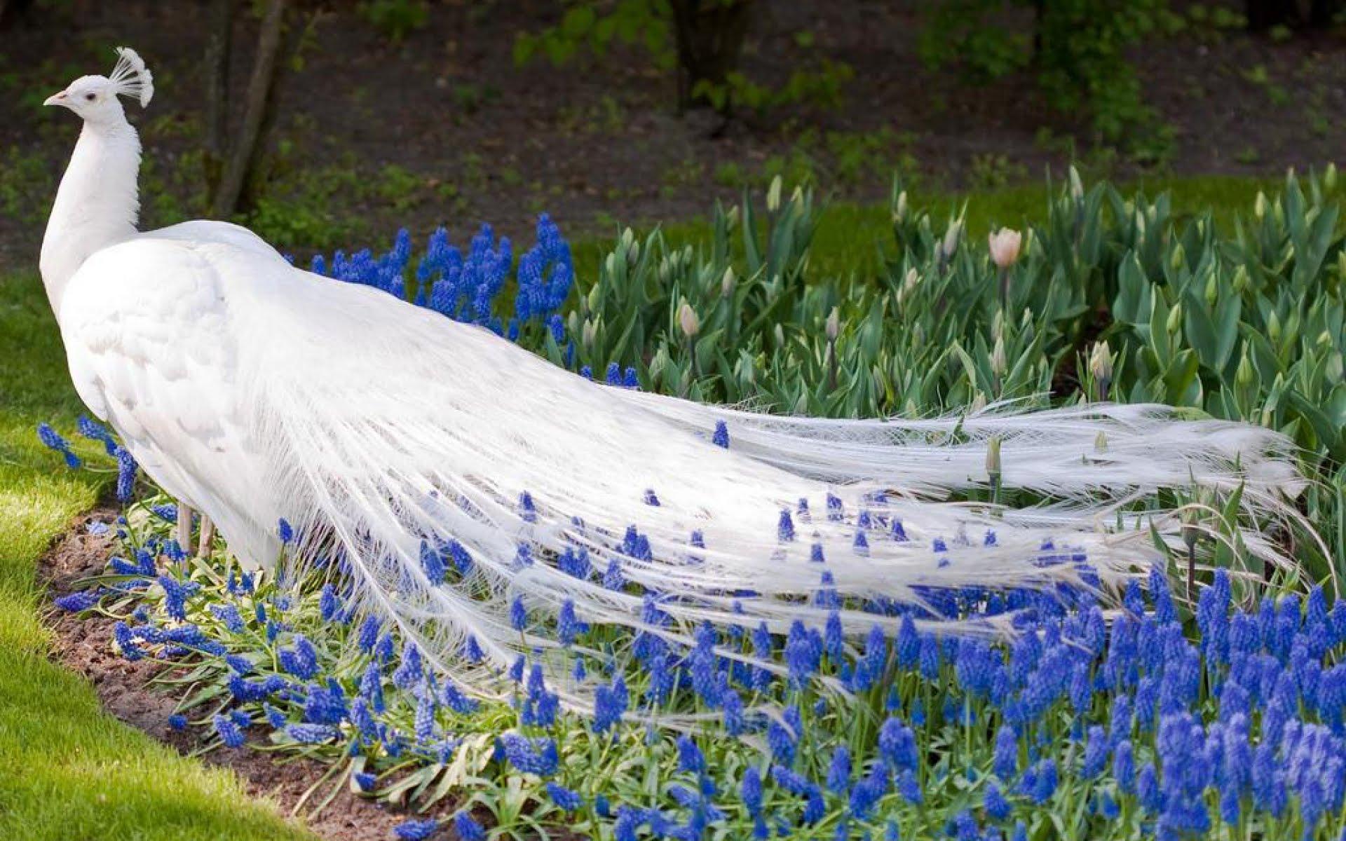 Very Beautiful and Amazing white peacock