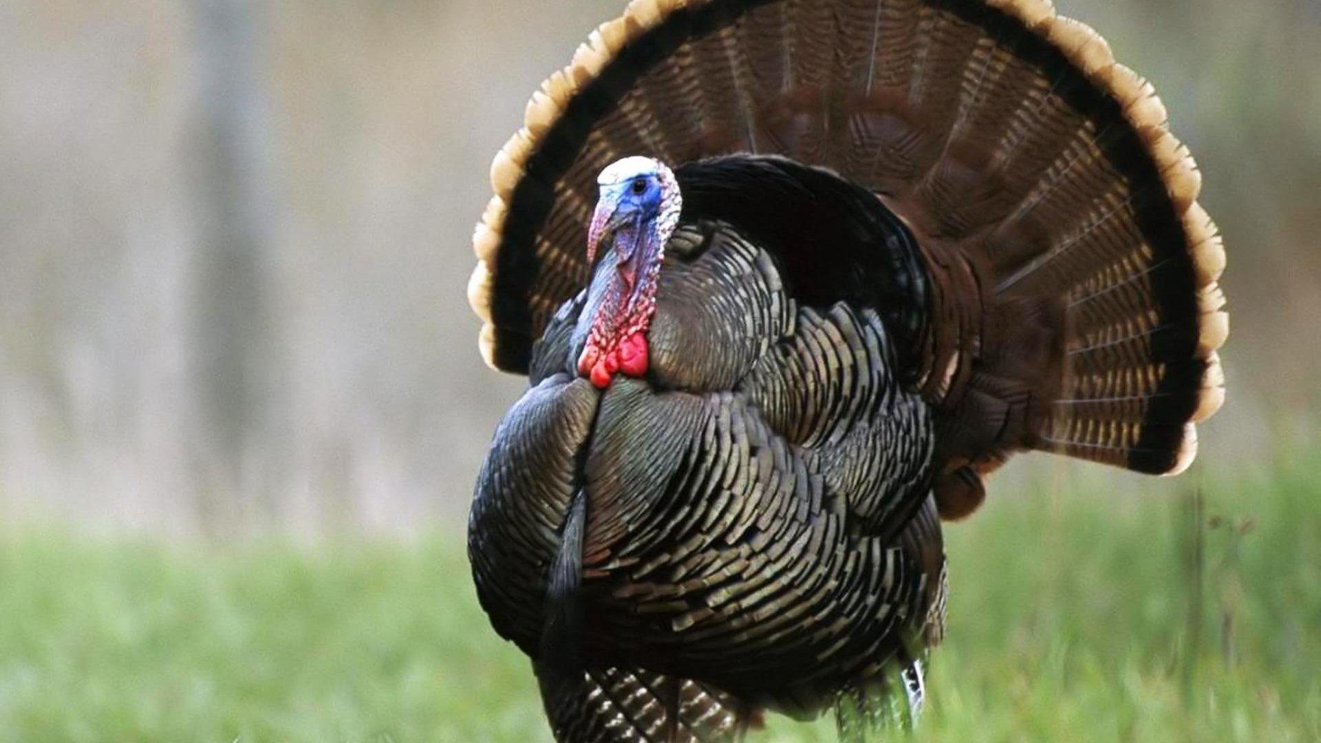 Turkey Tag wallpaper: Wildlife Turkey Nature Thanksgiving Bird