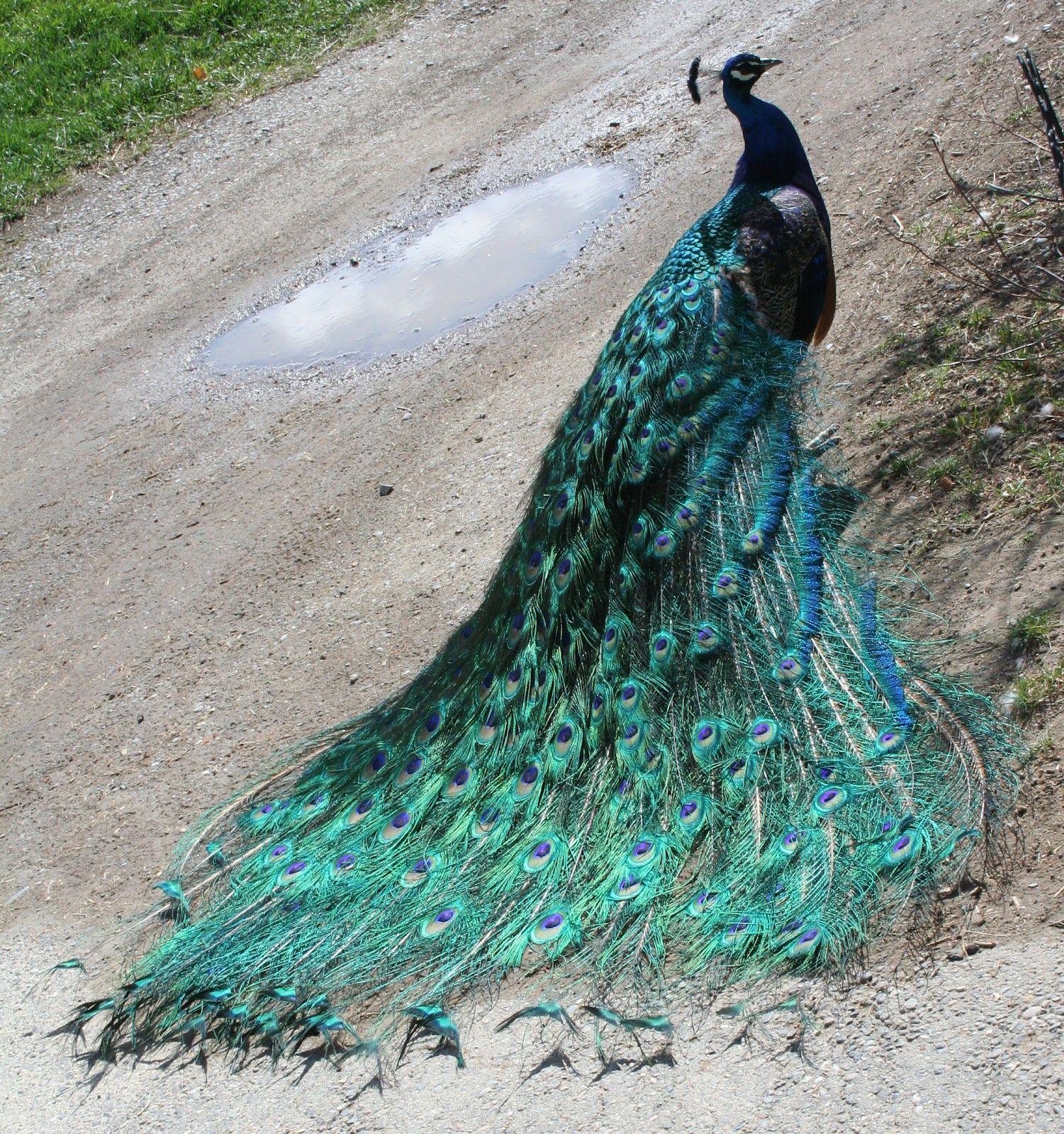 Peafowl Wallpapers Wallpaper Cave