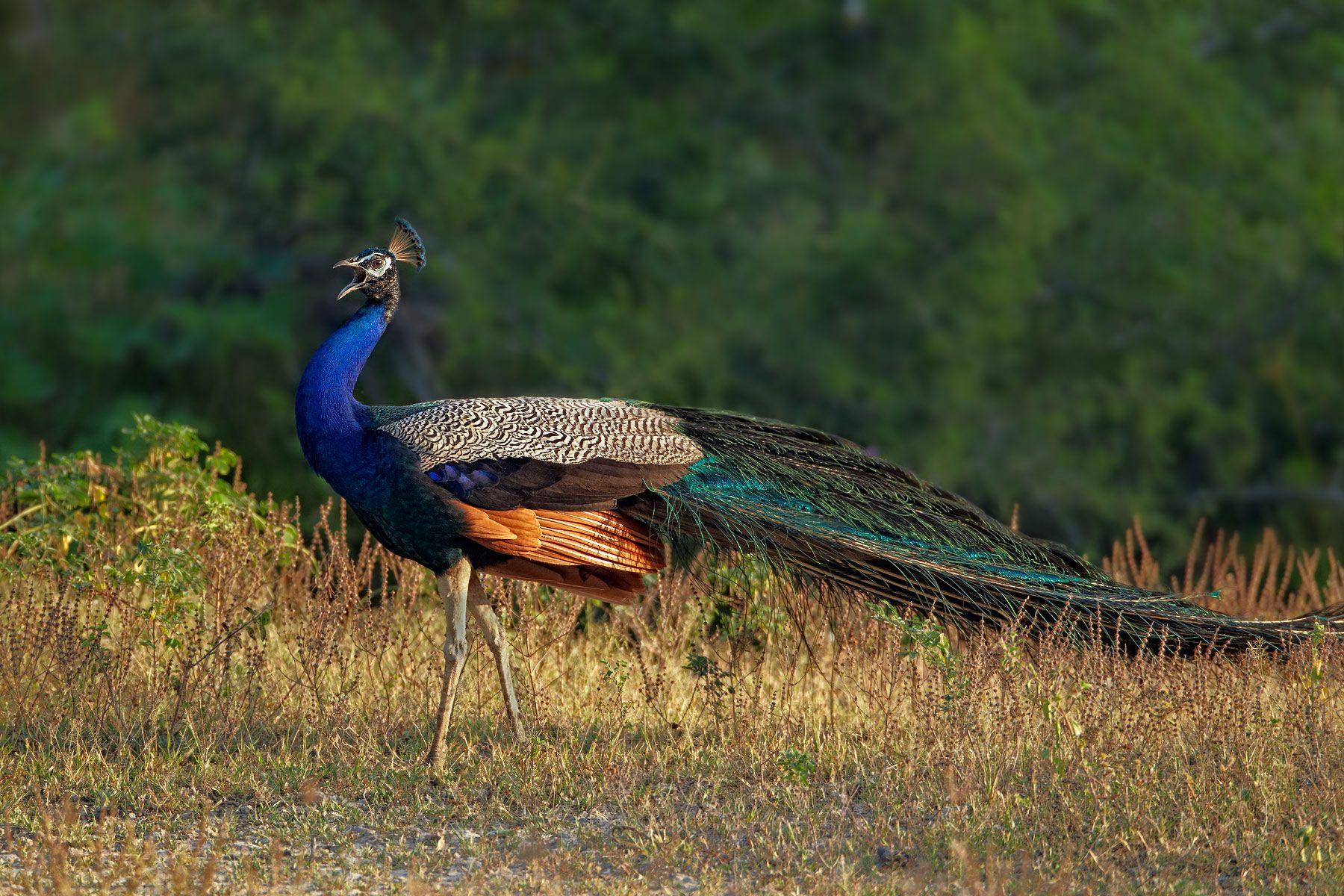 Peafowl Wallpapers - Wallpaper Cave