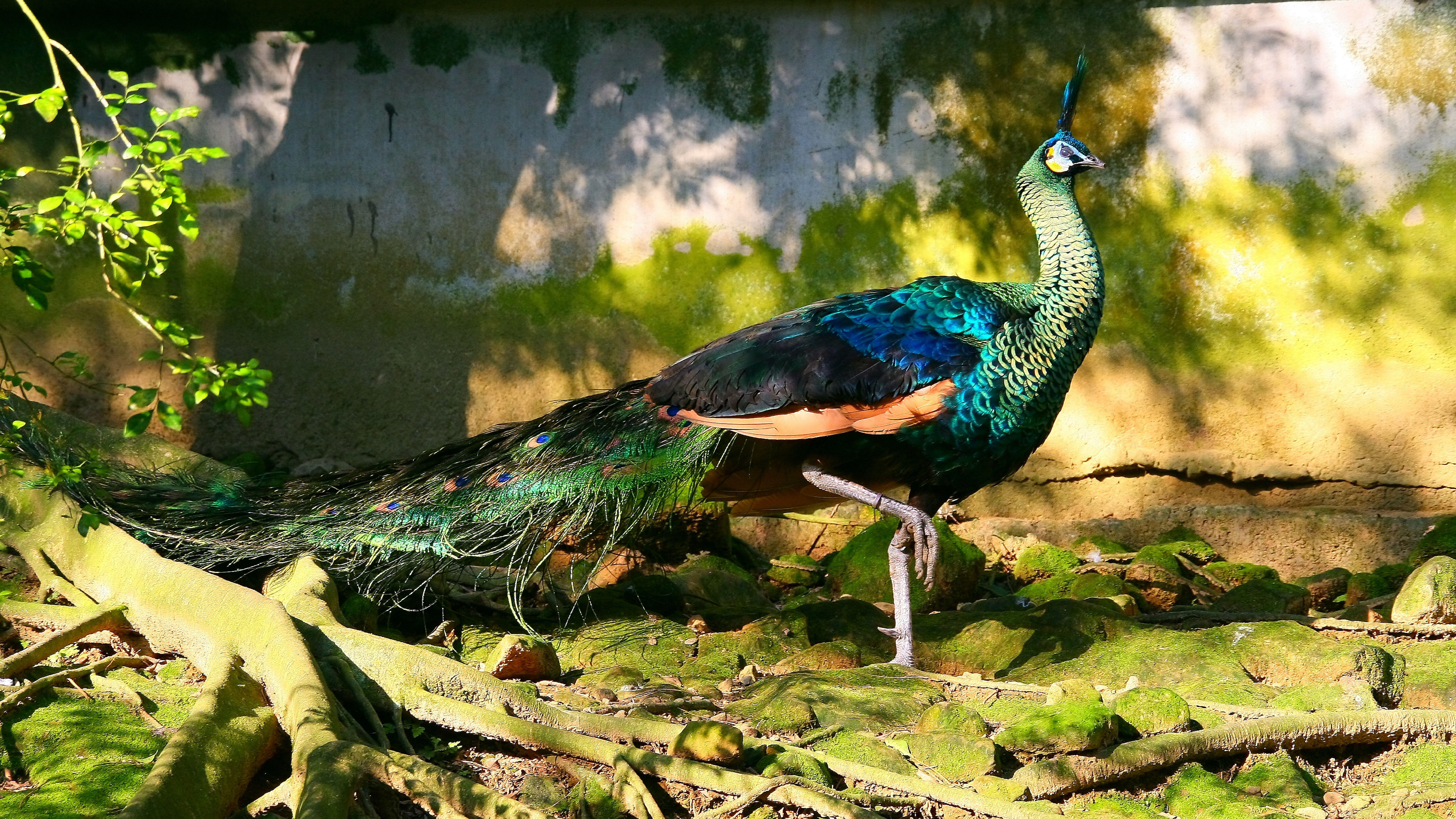 Peafowl Wallpapers - Wallpaper Cave