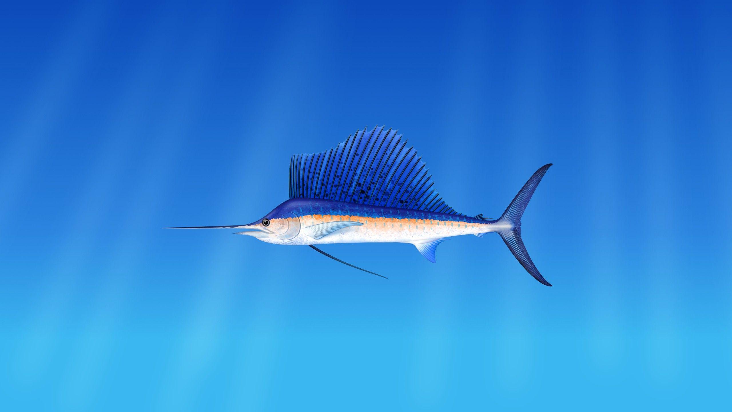 Wallpaper Fish, Underwater, 4K, Animals