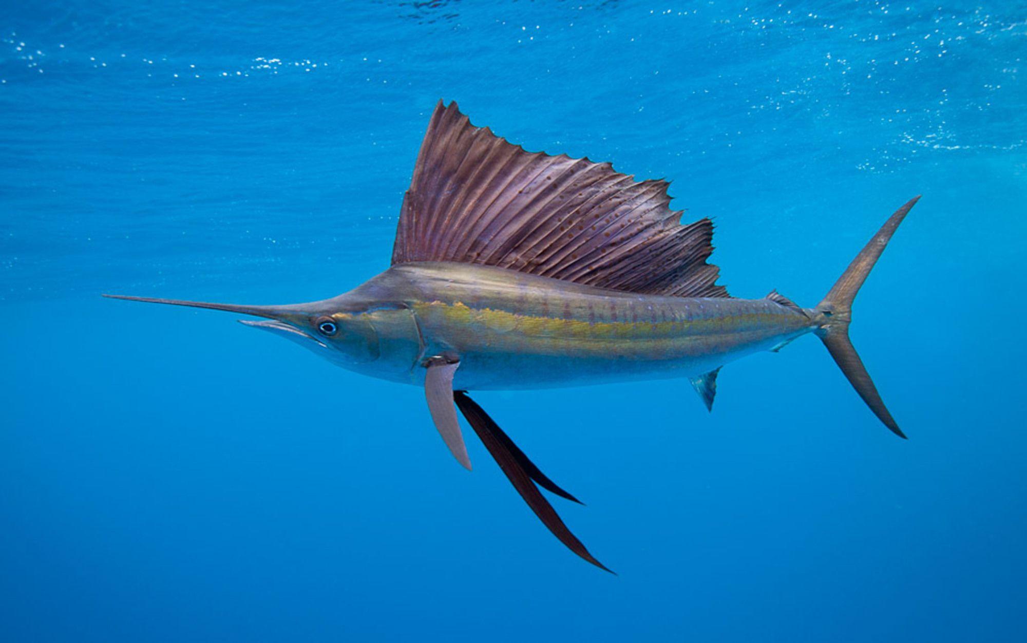 Sailfish, posters, news and videos on your pursuit