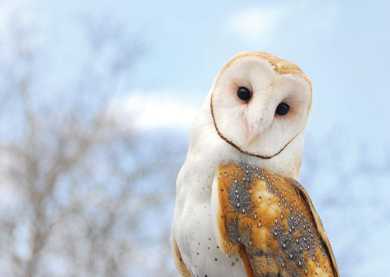 barn owl wallpaper  Google Search  Owl Animals wild Beautiful birds